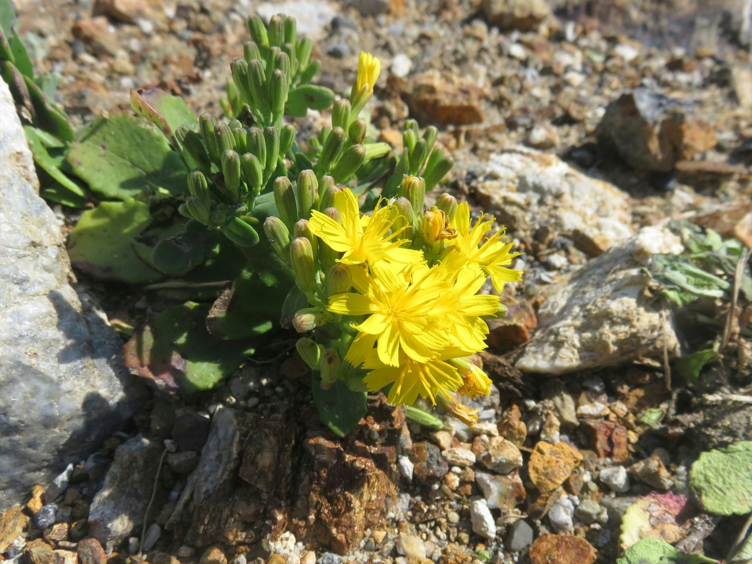 Una planta con flores amarillas creciendo entre piedras