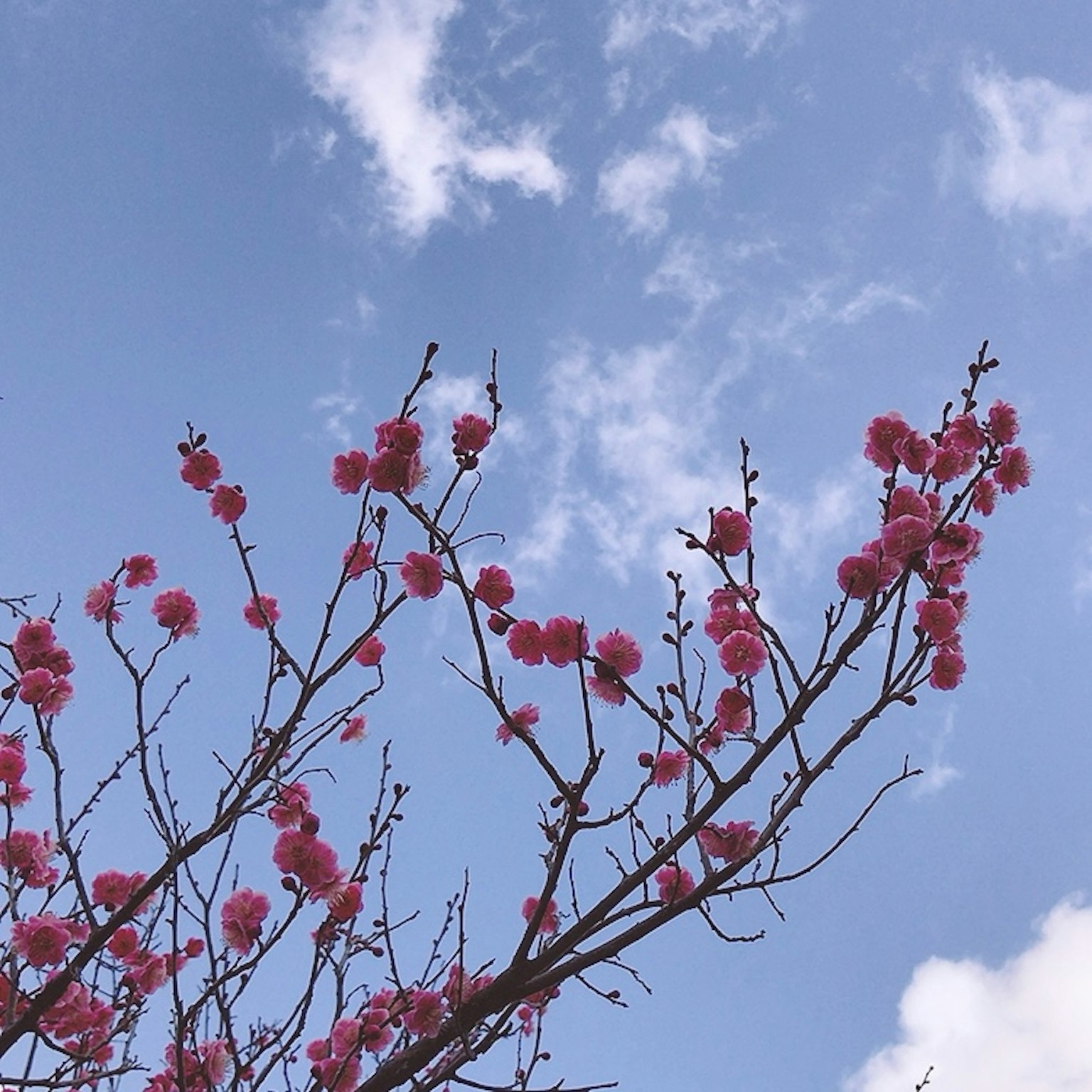 Cabang pohon dengan bunga merah muda di latar belakang langit biru