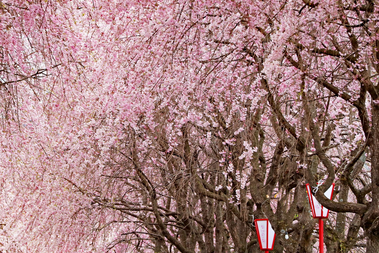 Beautiful street lined with light pink cherry blossom trees and red lanterns