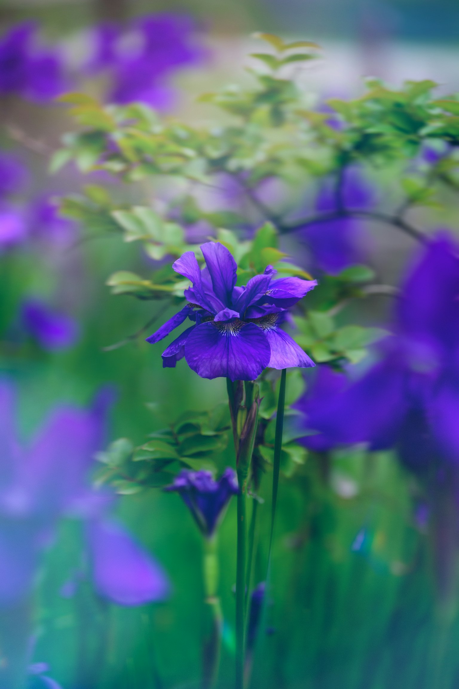 Lila Blumen blühen in einer üppigen Umgebung mit sanft beleuchteten grünen Blättern