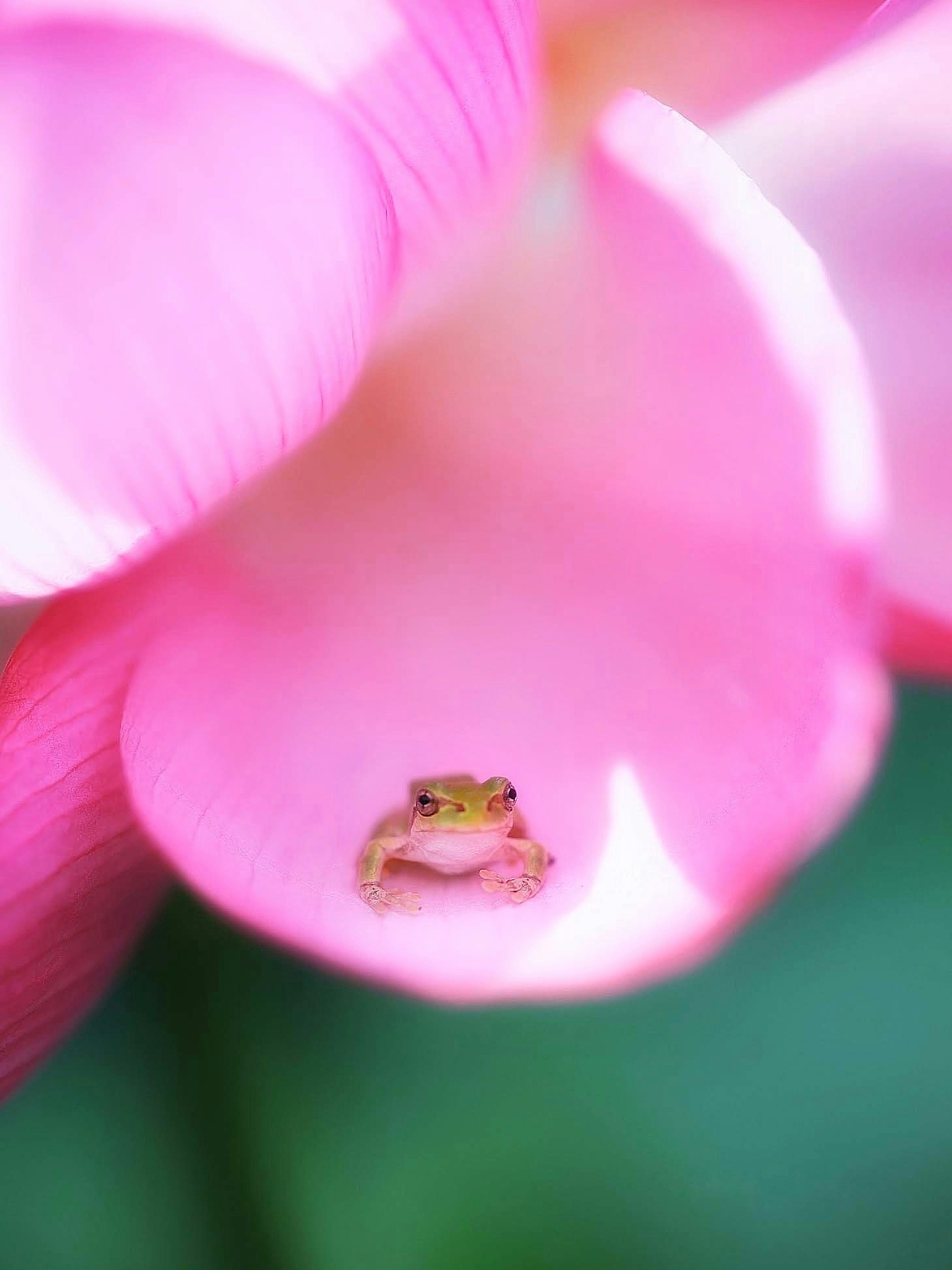 macro image of a tree frog perched on pink petals