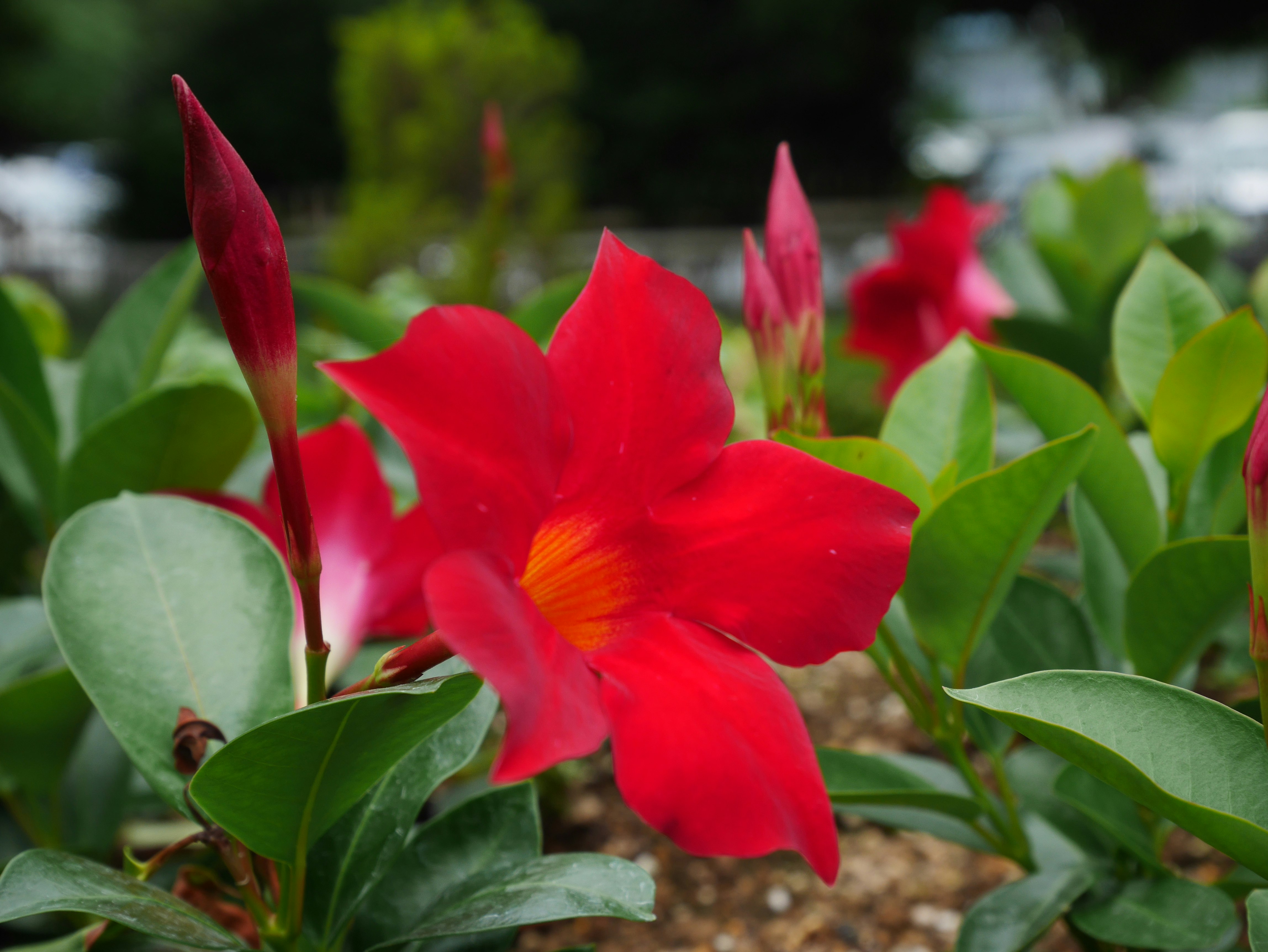 close-up bunga merah dan daun hijau