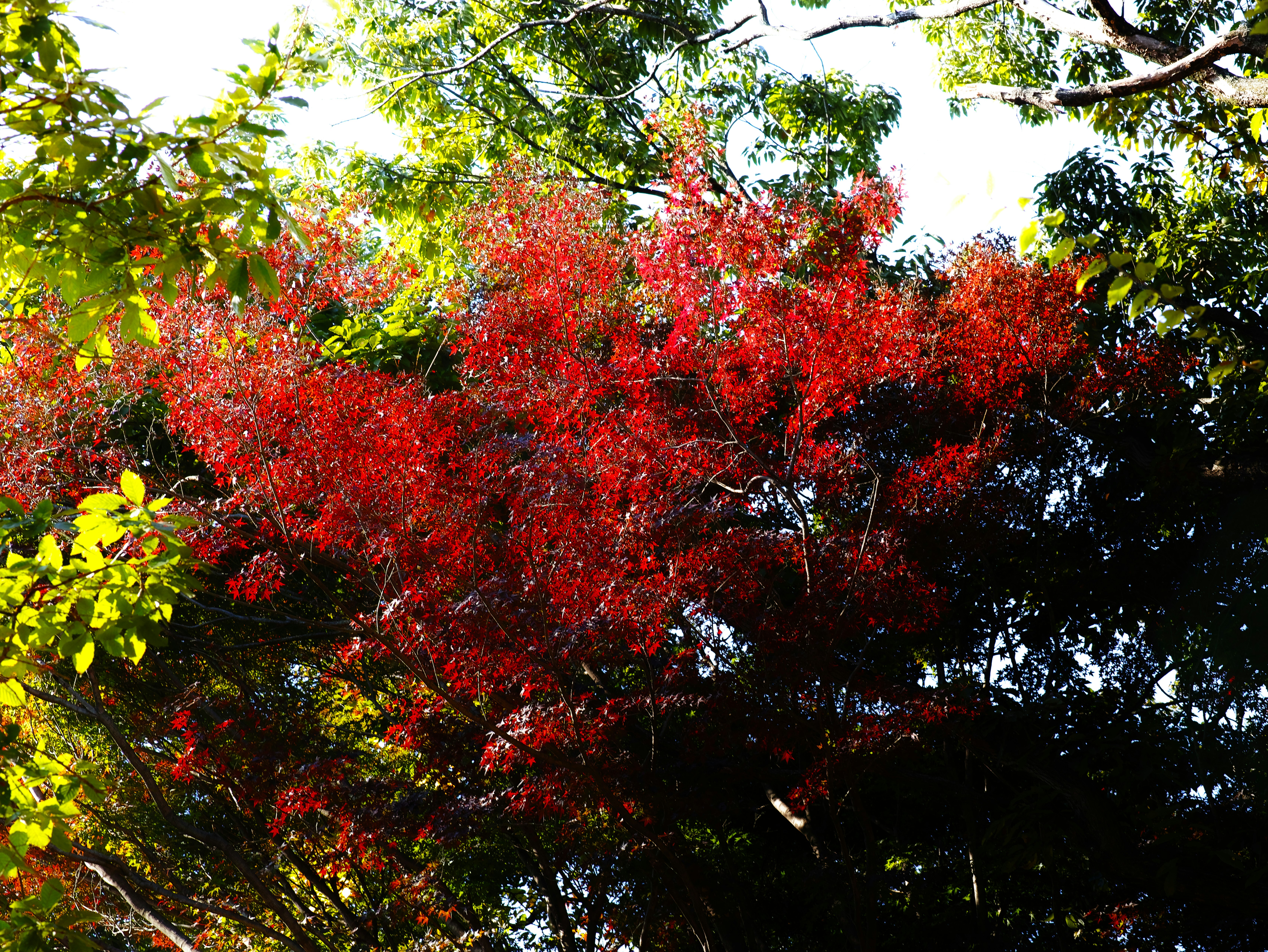 赤い紅葉の木々が生い茂る自然の風景