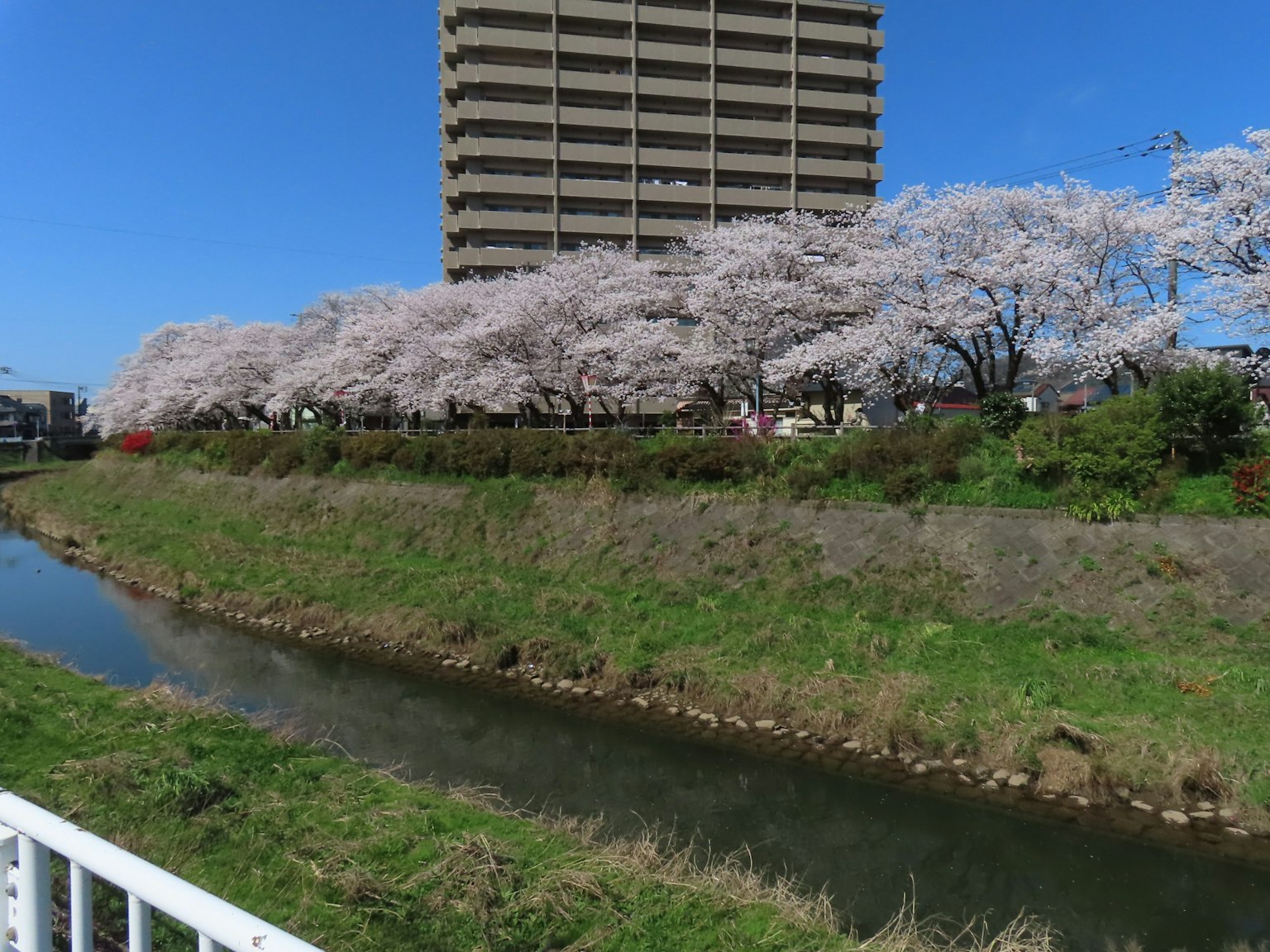 River scene with cherry blossom trees and a high-rise building