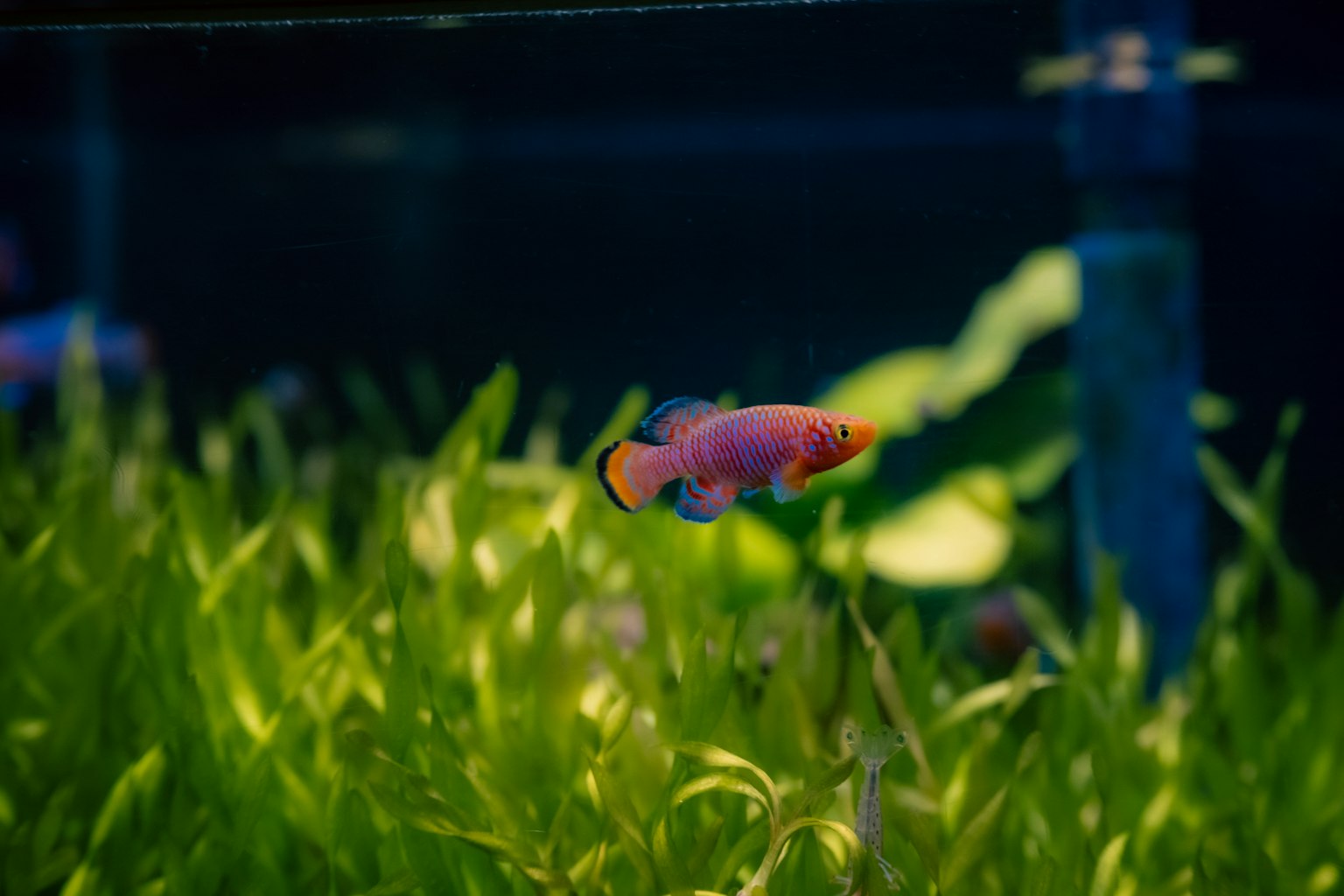 色彩繽紛的熱帶魚在水族箱中的水草之間游泳
