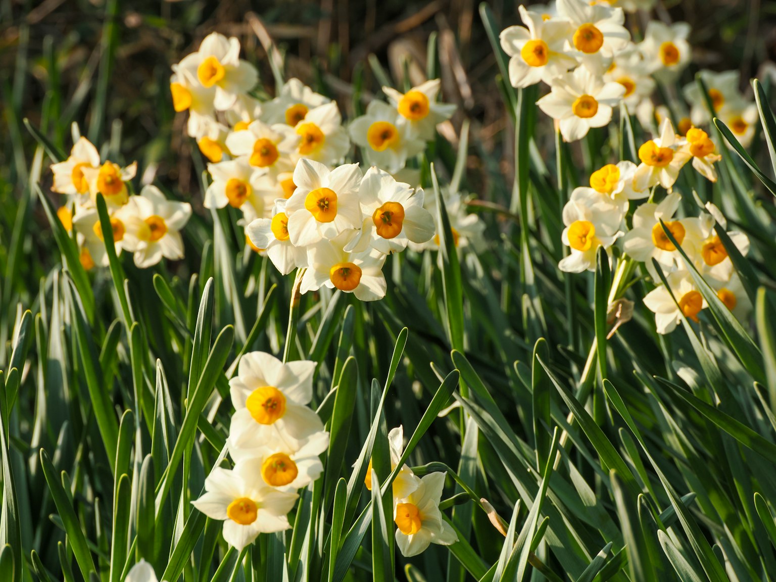 Một cánh đồng hoa thủy tiên trắng với tâm vàng trên cỏ xanh