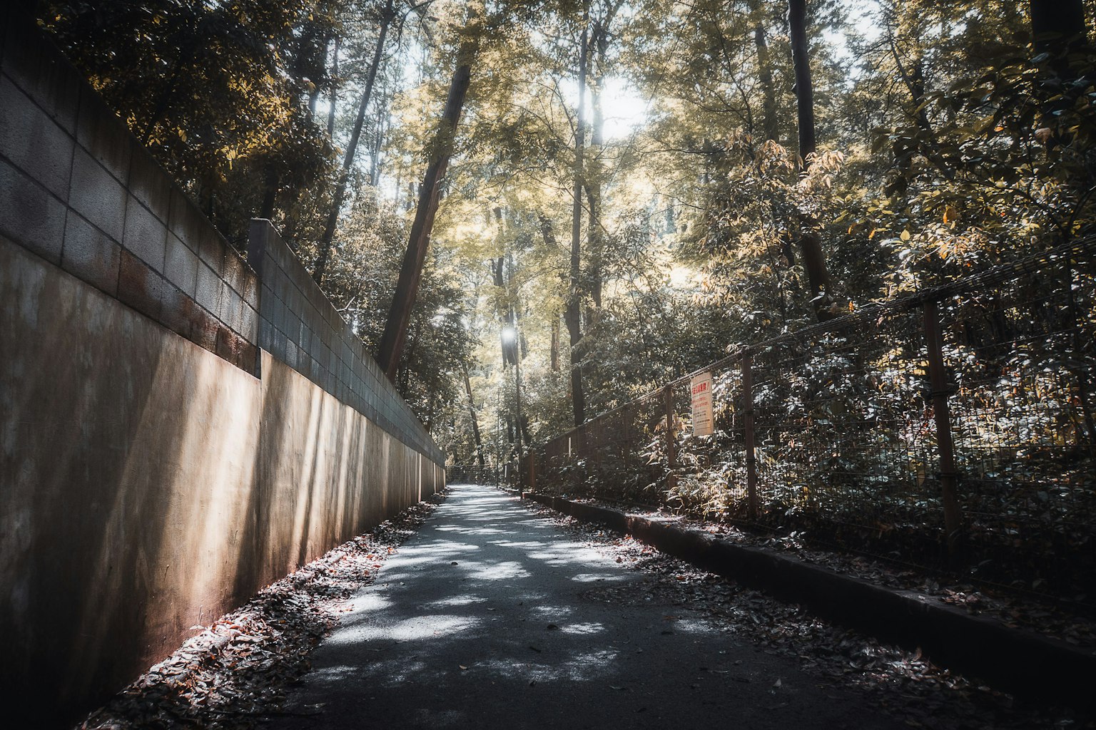 Pathway through a sunlit forest with tall trees