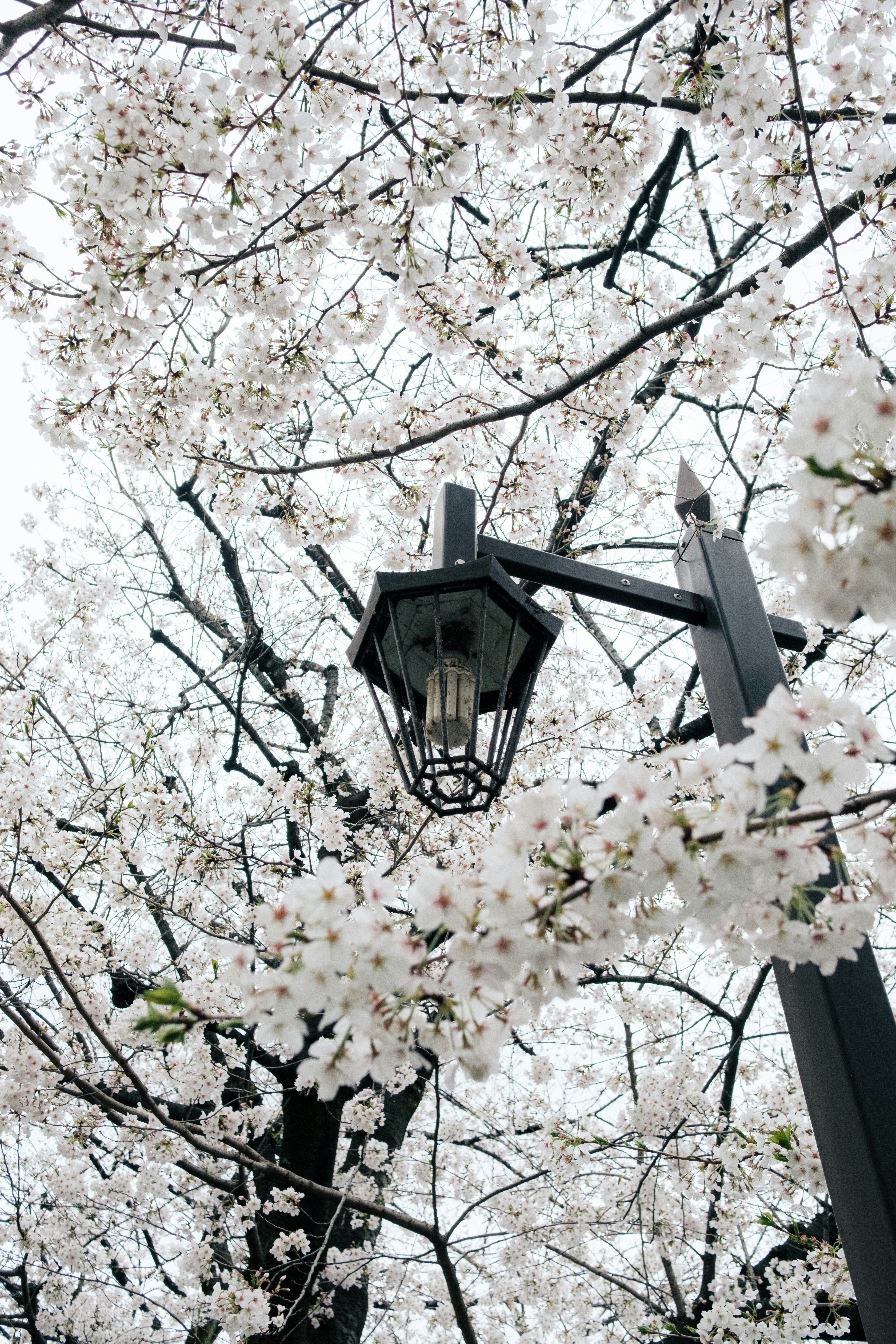 桜の花が咲く街灯のある並木