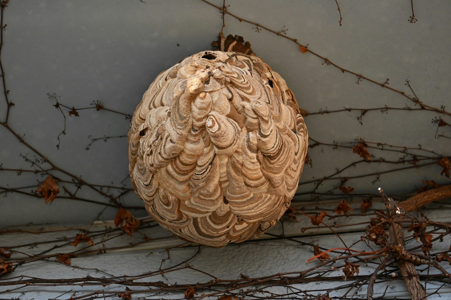 Nid de guêpe à motifs complexes attaché à un mur en bois