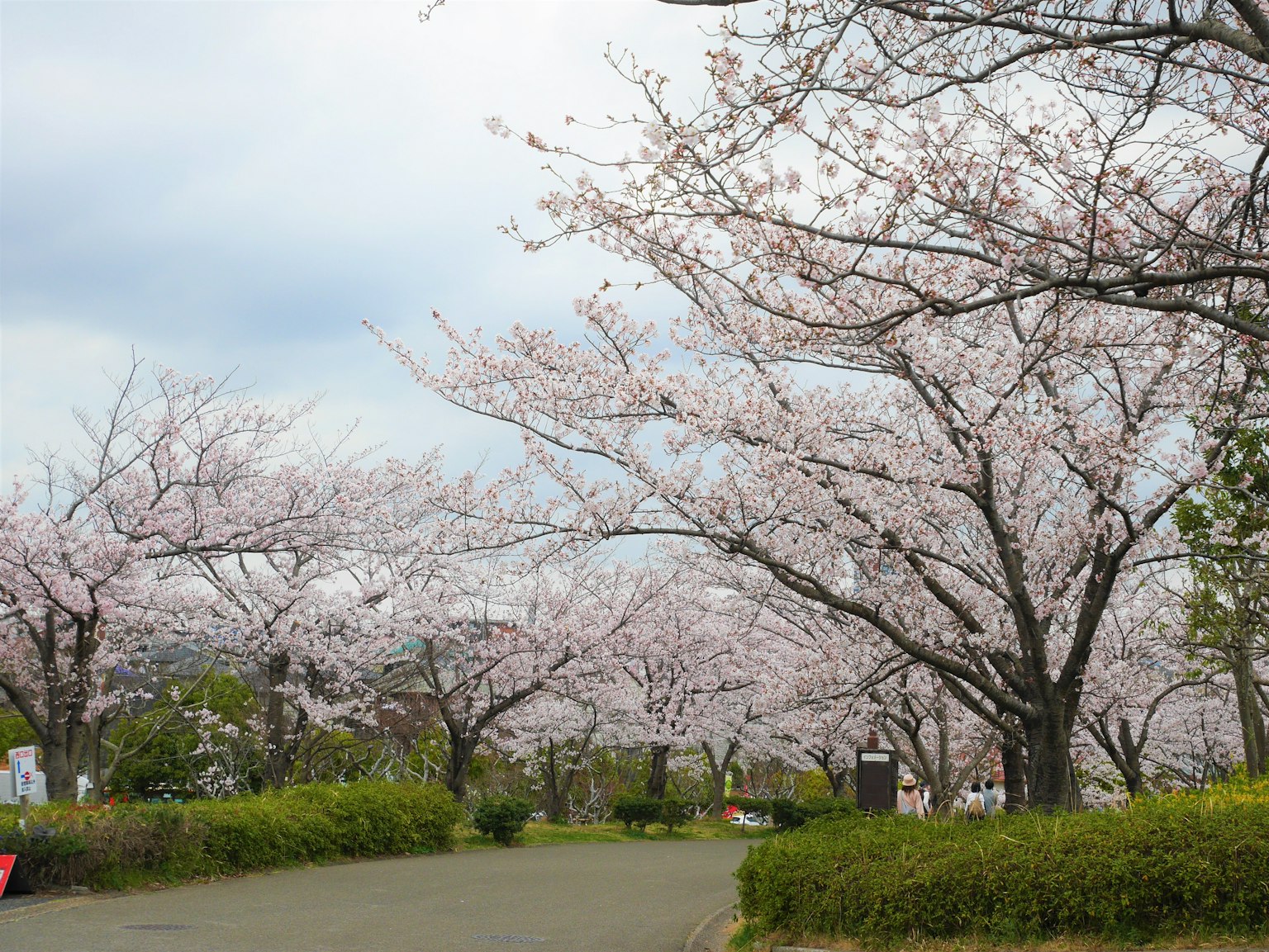 公園小徑旁邊是櫻花樹和輕雲
