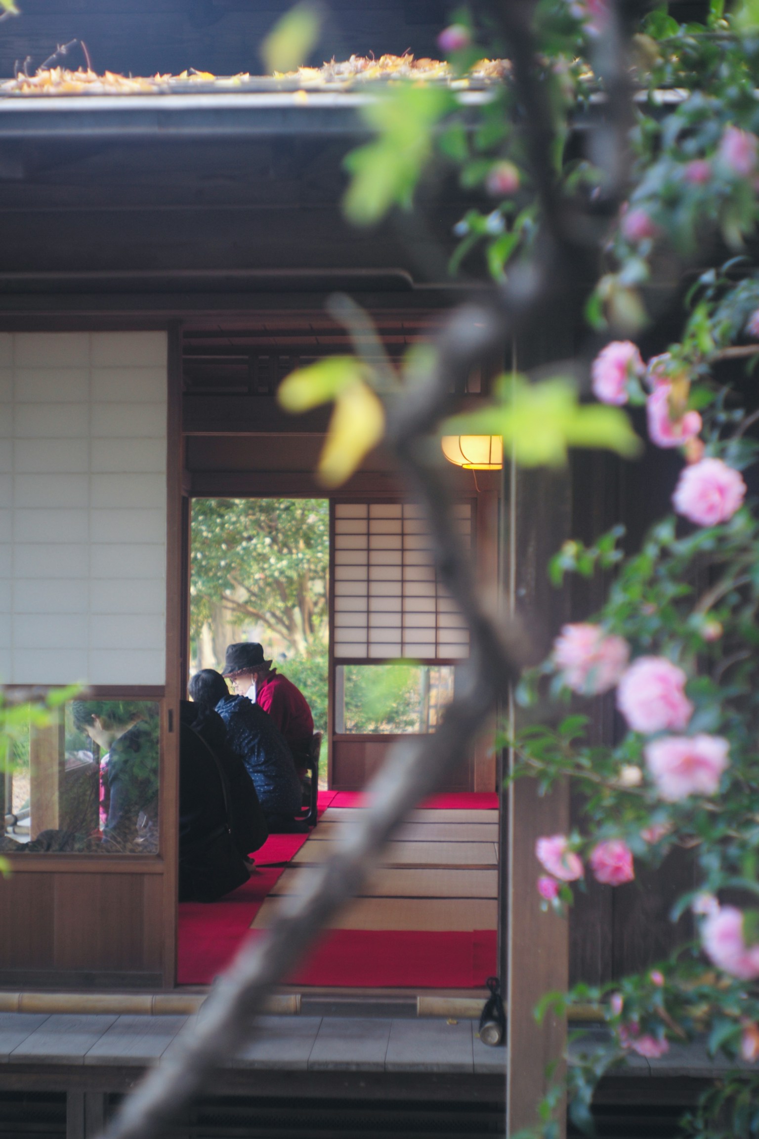伝統的な日本の家屋の内部が見える画像、赤いカーペットと桜の花、静かな雰囲気