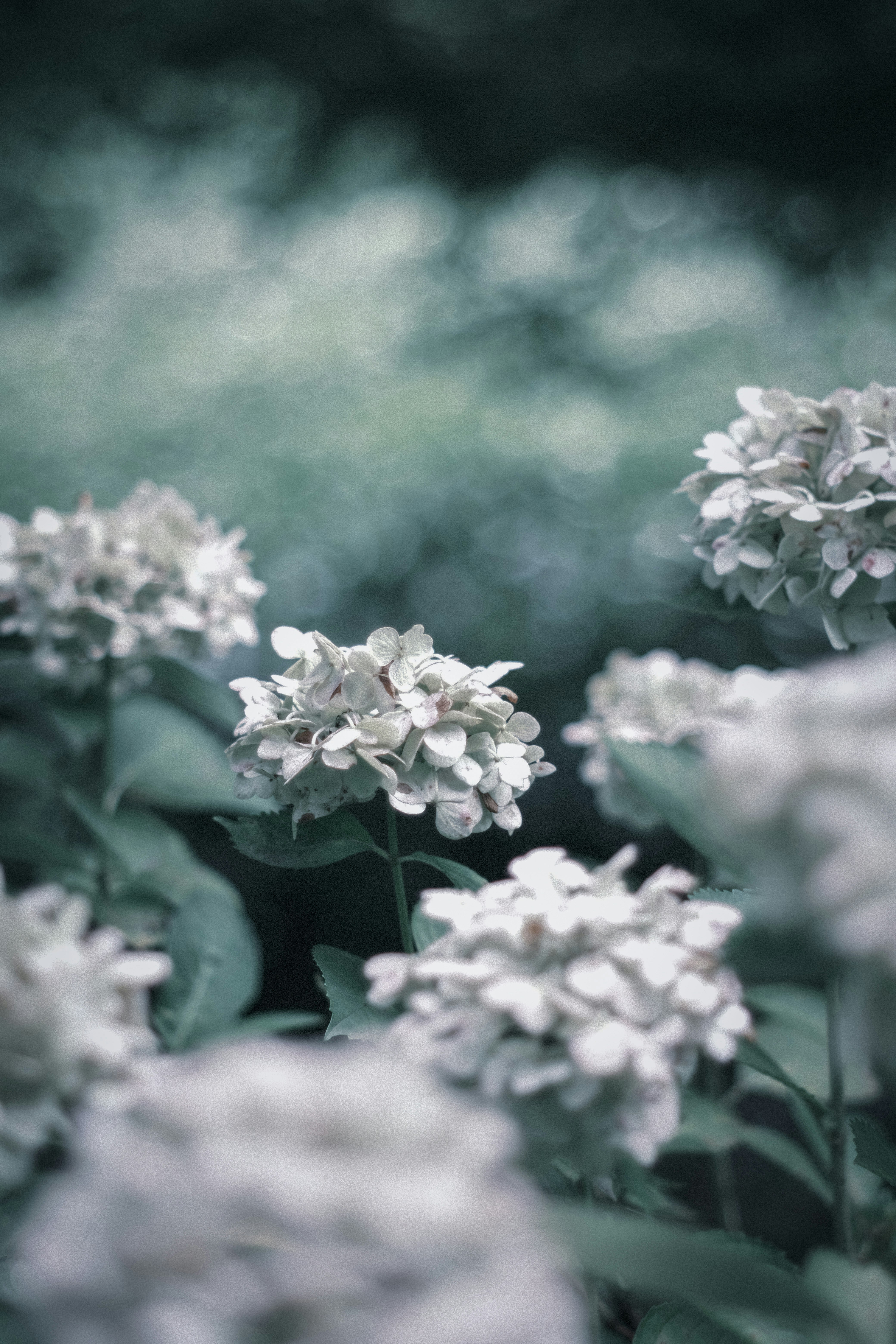 繡球花特寫，背景虛化