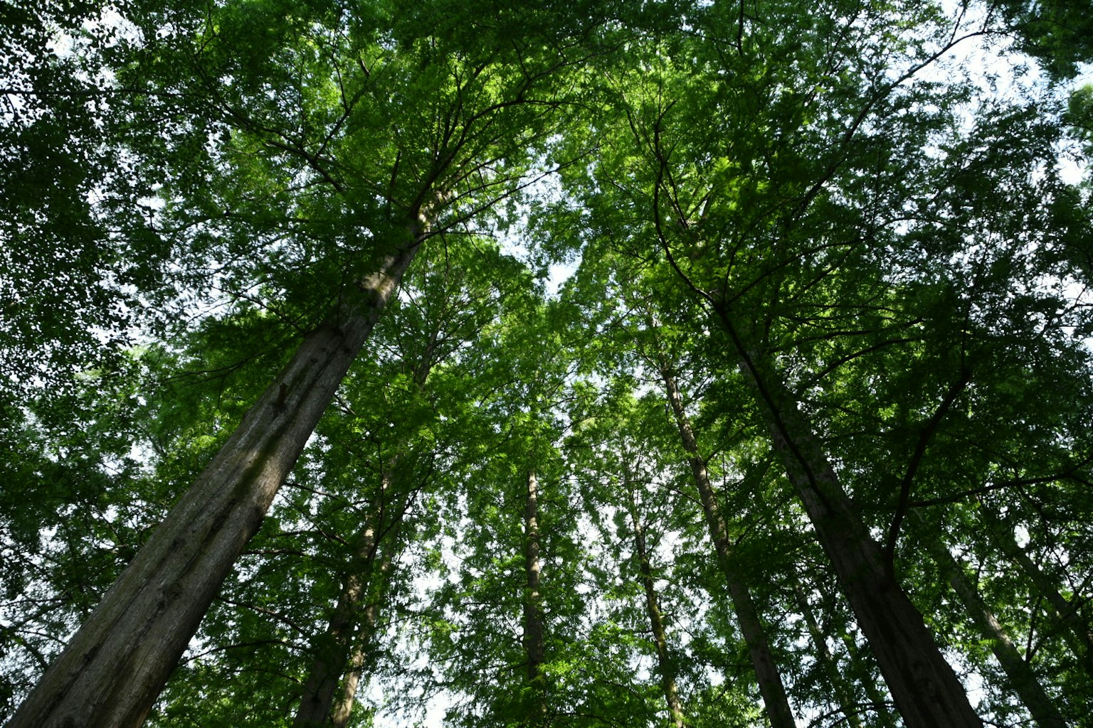 Vue du ciel à travers de grands arbres dans une forêt luxuriante