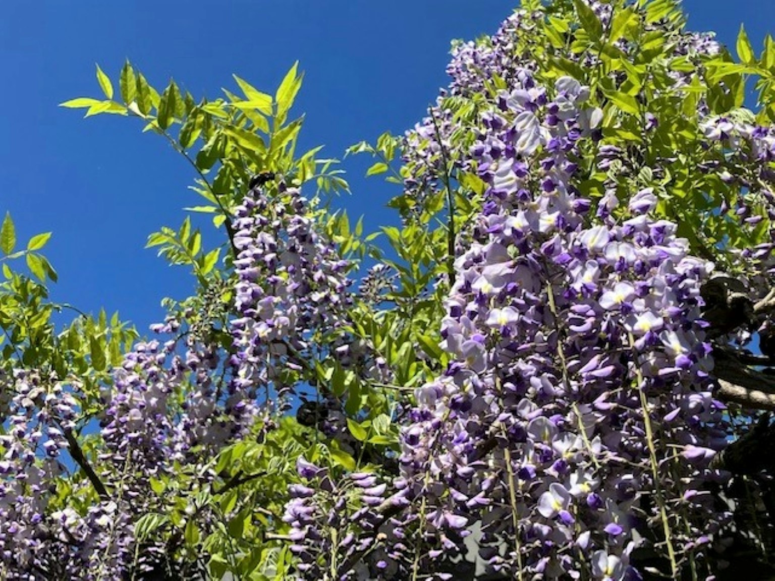 Fiori di glicine in fiore viola con foglie verdi contro un cielo blu