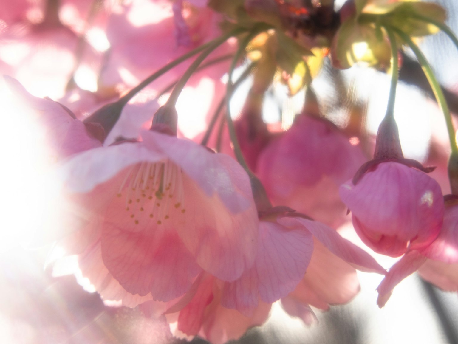 Fiori di ciliegio in delicate sfumature di rosa che fioriscono con uno sfondo sfocato che crea un'atmosfera primaverile