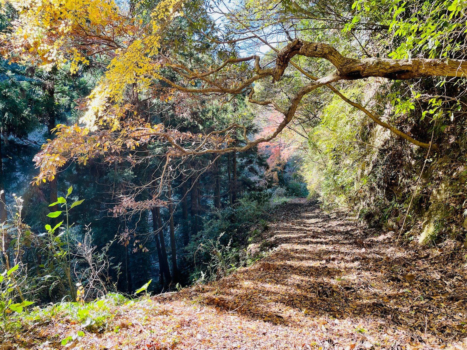 Sentier pittoresque avec feuillage d'automne et vue sur la rivière