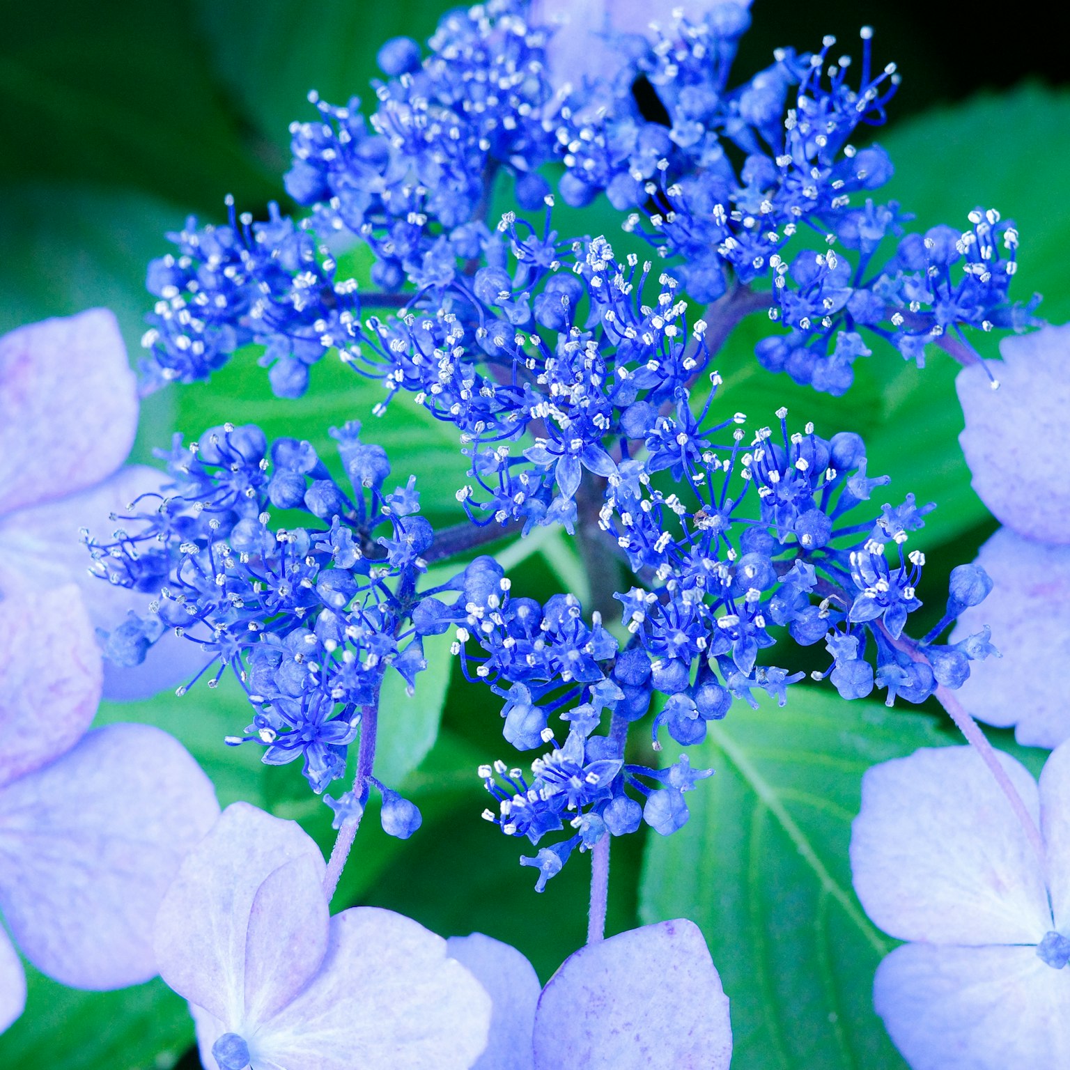 青い花と緑の葉を持つ美しい紫陽花のクローズアップ