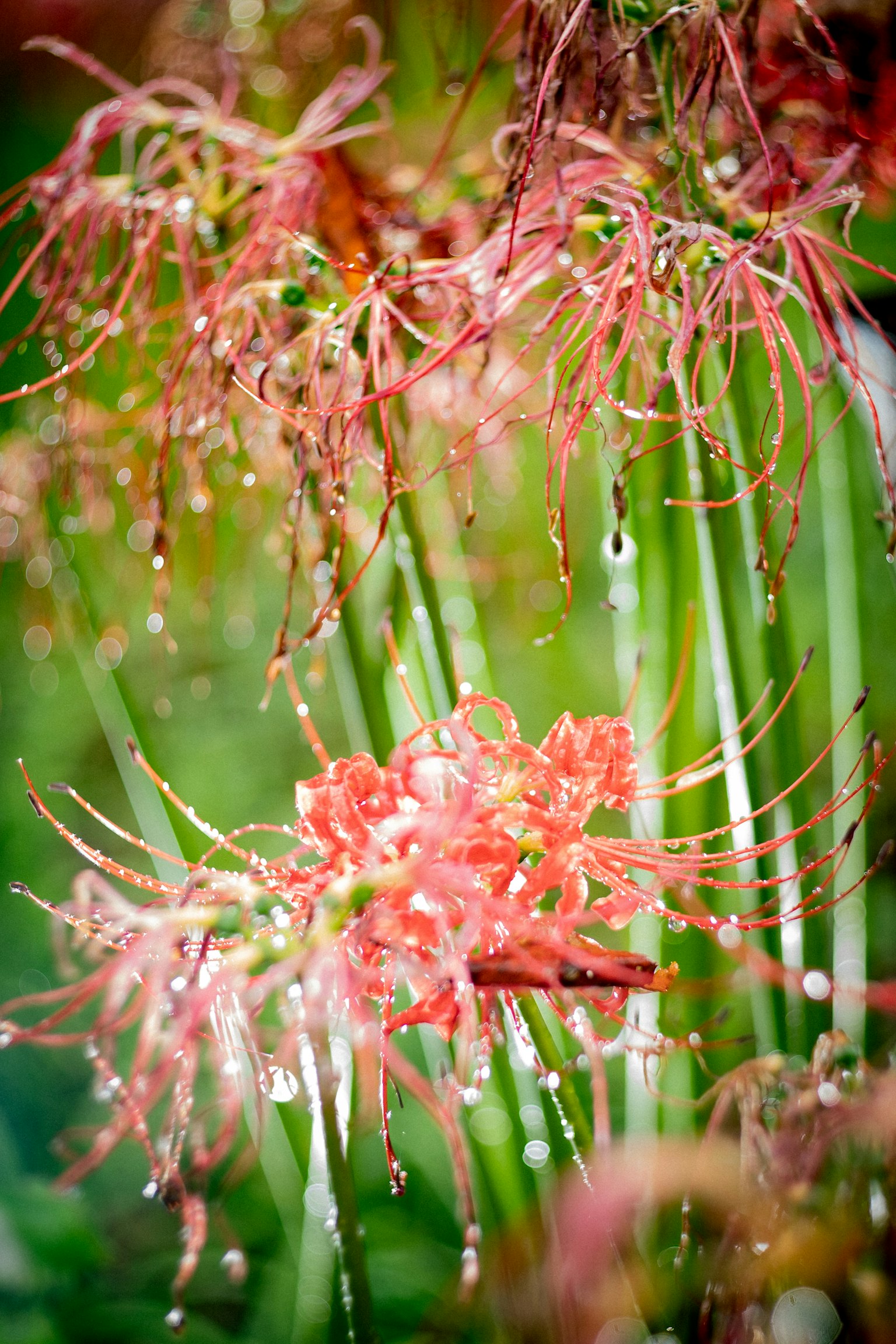 Primer plano de lirios araña rojos con gotas de lluvia en los pétalos y tallos verdes