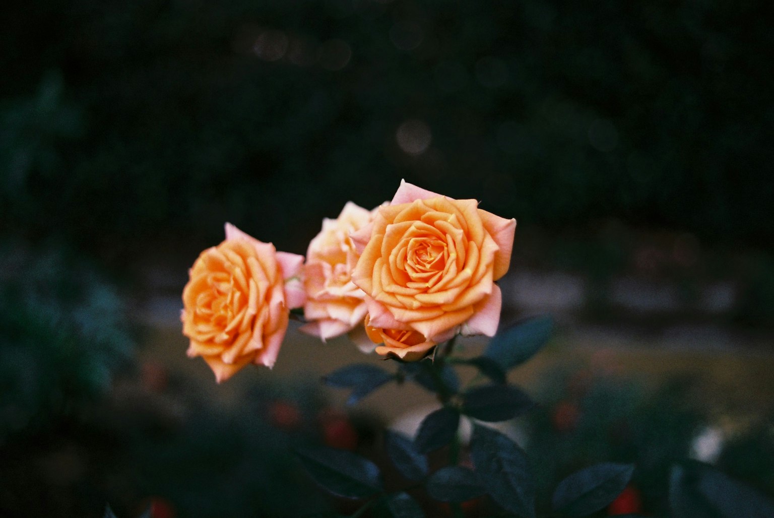 photo-kjDtDa9YJZnEaQ76R2m0-image