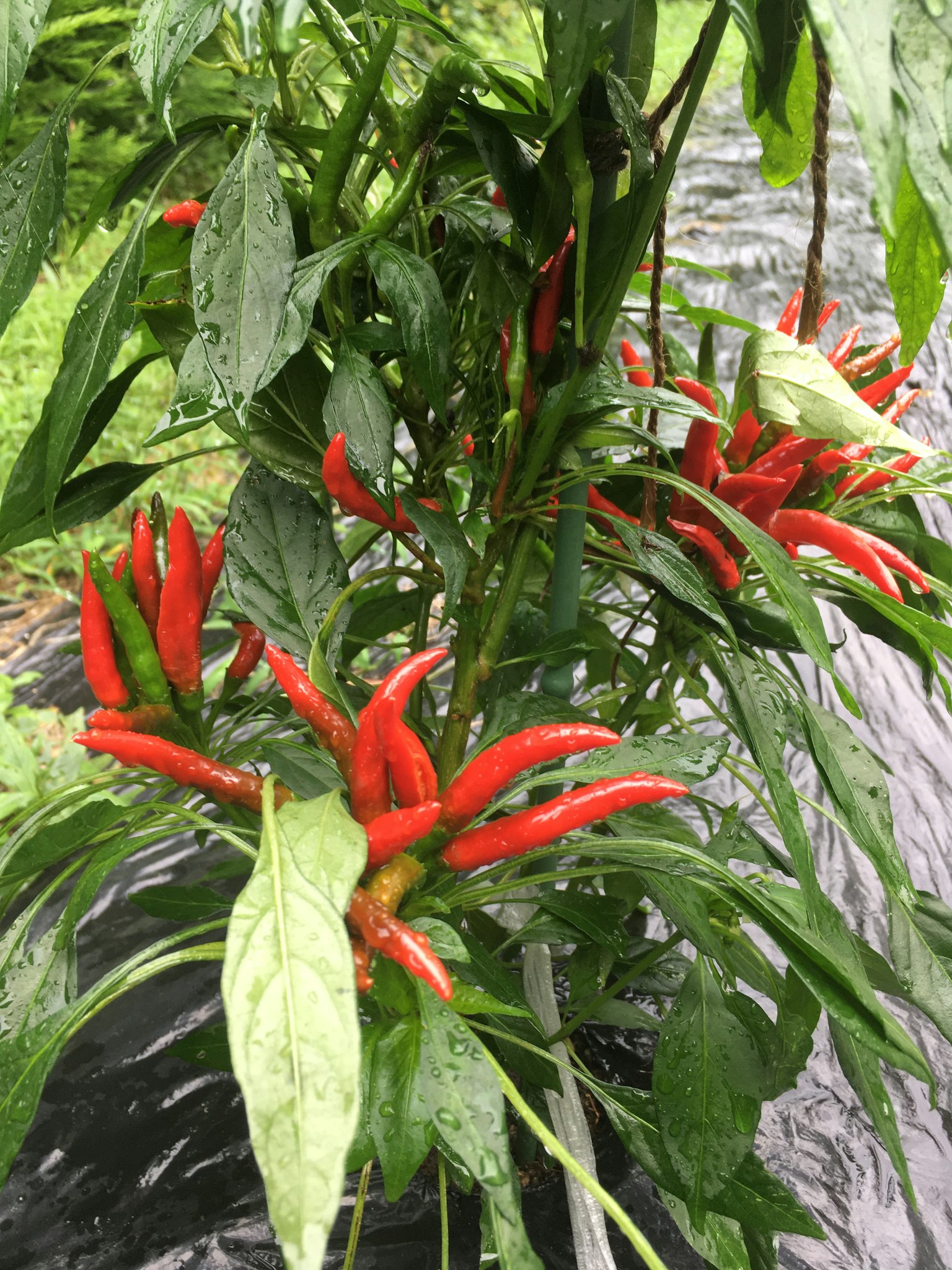 特寫圖像展示一株結滿鮮豔紅色辣椒的植物
