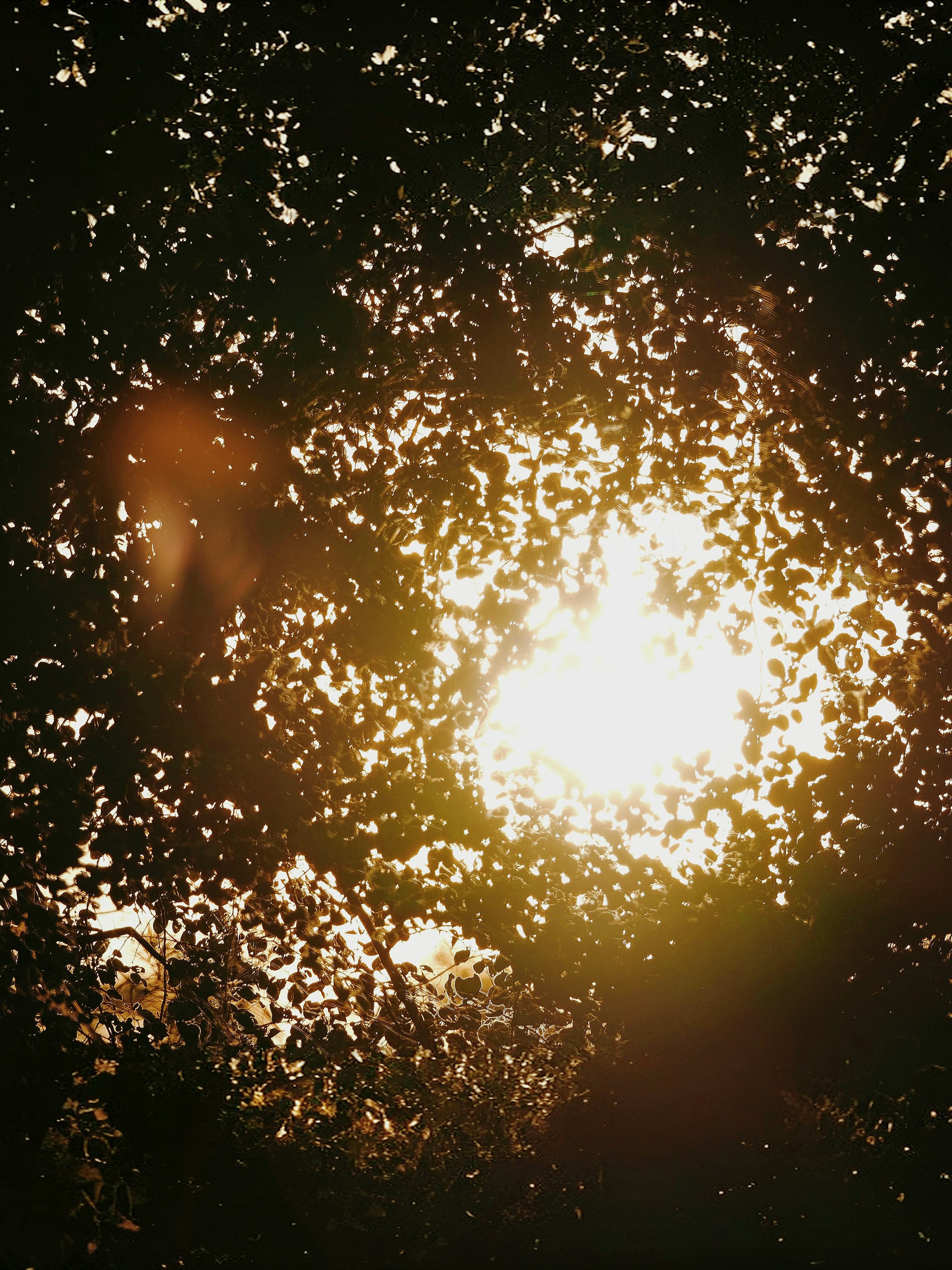 Sunlight filtering through leaves, creating dappled light and glowing particles