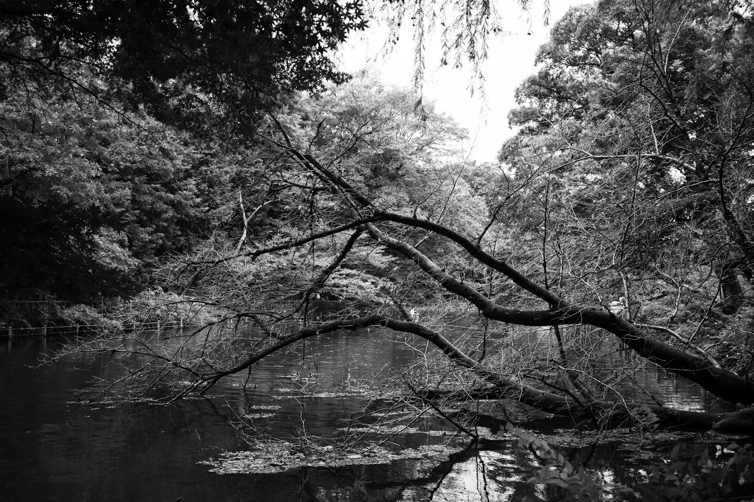 Photographie en noir et blanc montrant des branches au-dessus d'une rivière et des arbres verts environnants