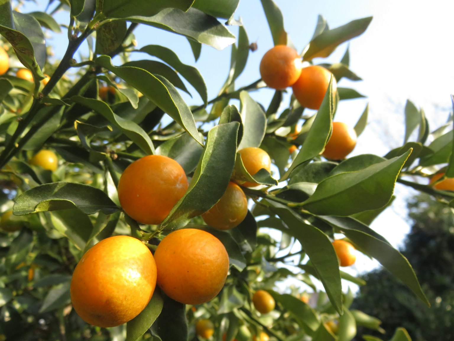 Fruits citrus orange poussant parmi des feuilles vertes