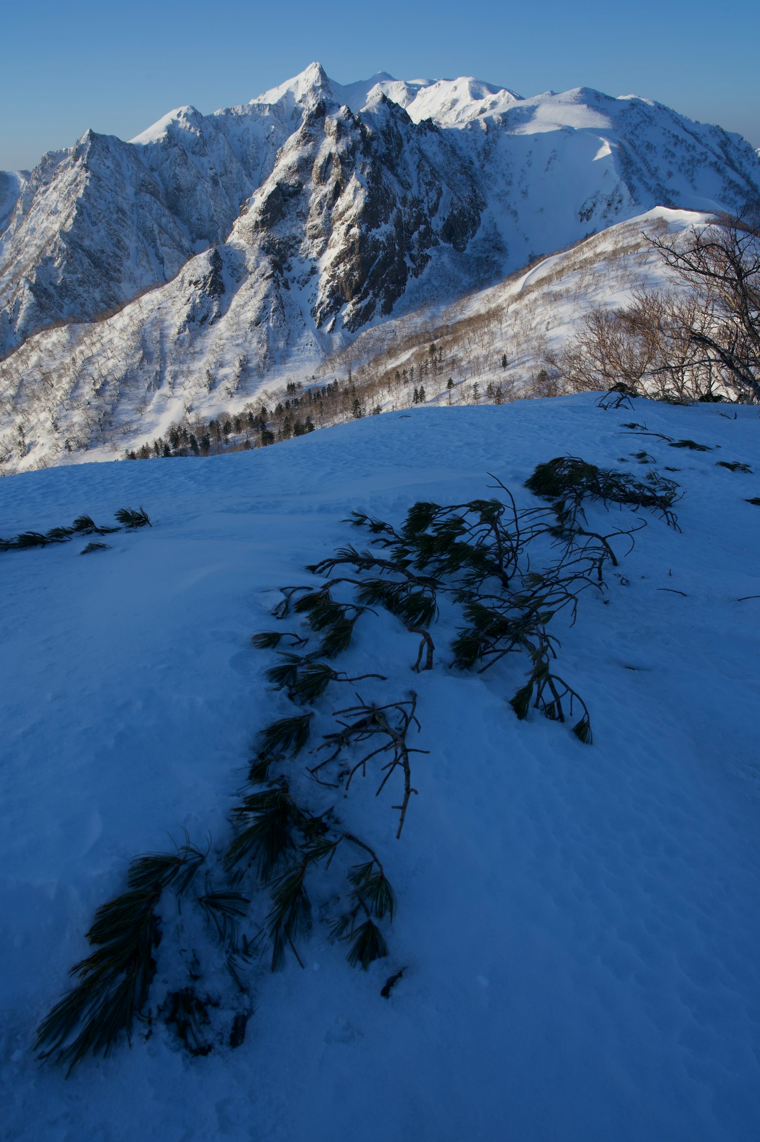 被雪覆蓋的山脈和前景中的松枝