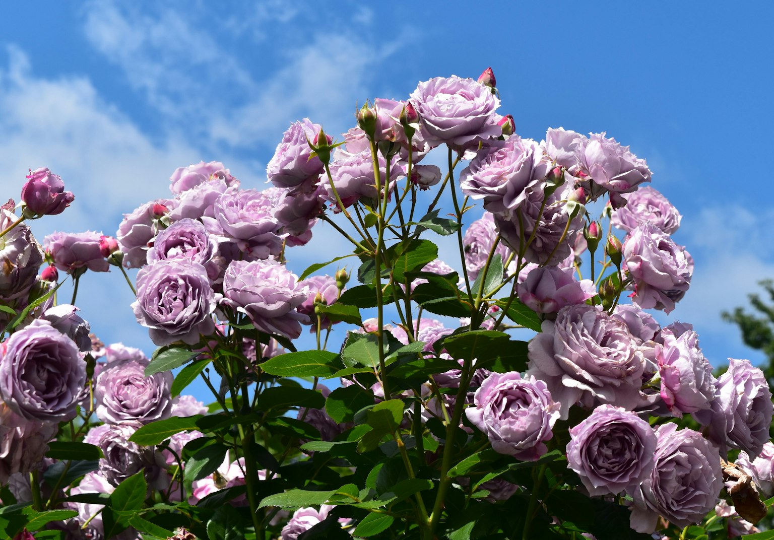 Rosa chiara che fiorisce sotto un cielo blu