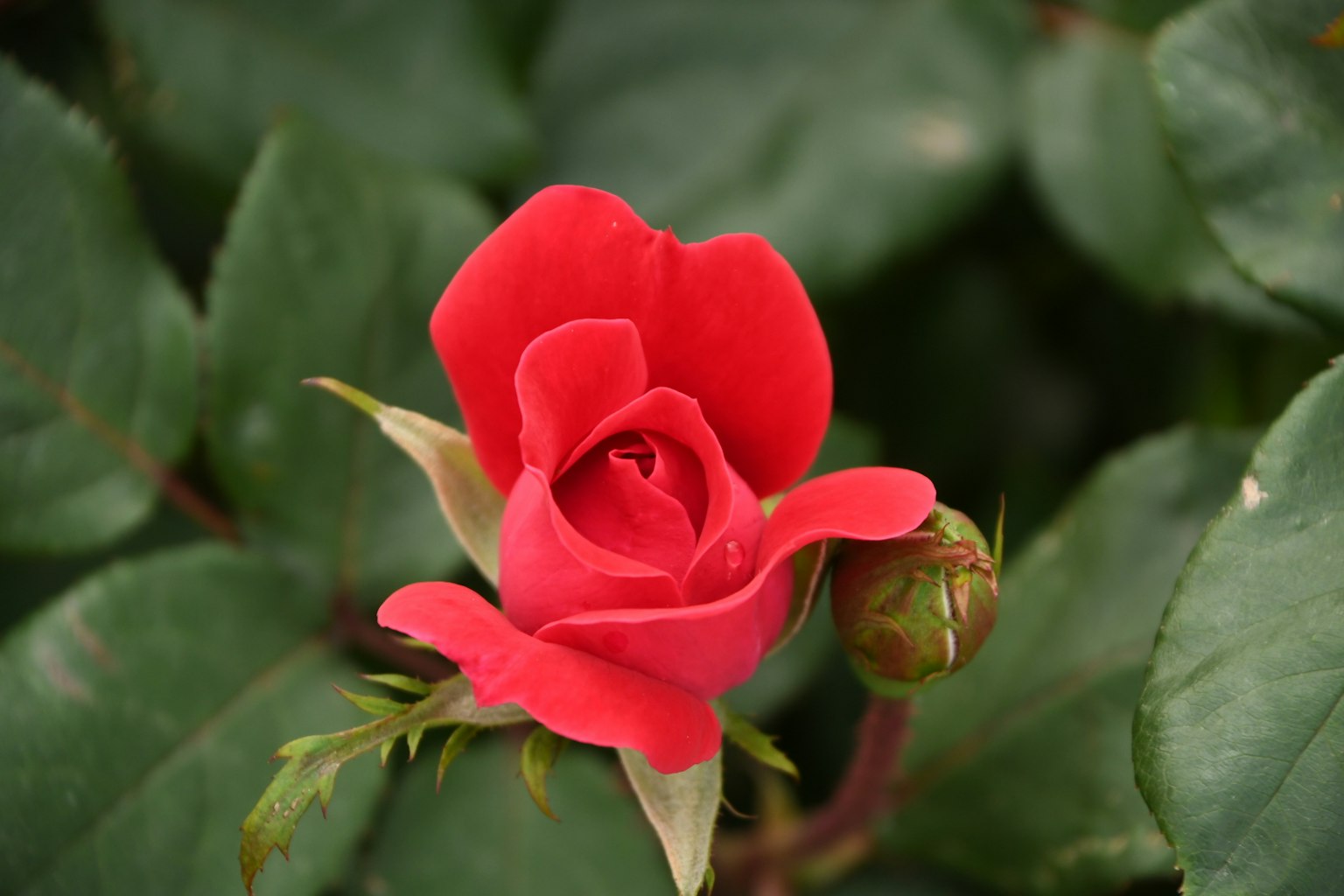 Bunga mawar merah cerah dengan kuncup dikelilingi daun hijau