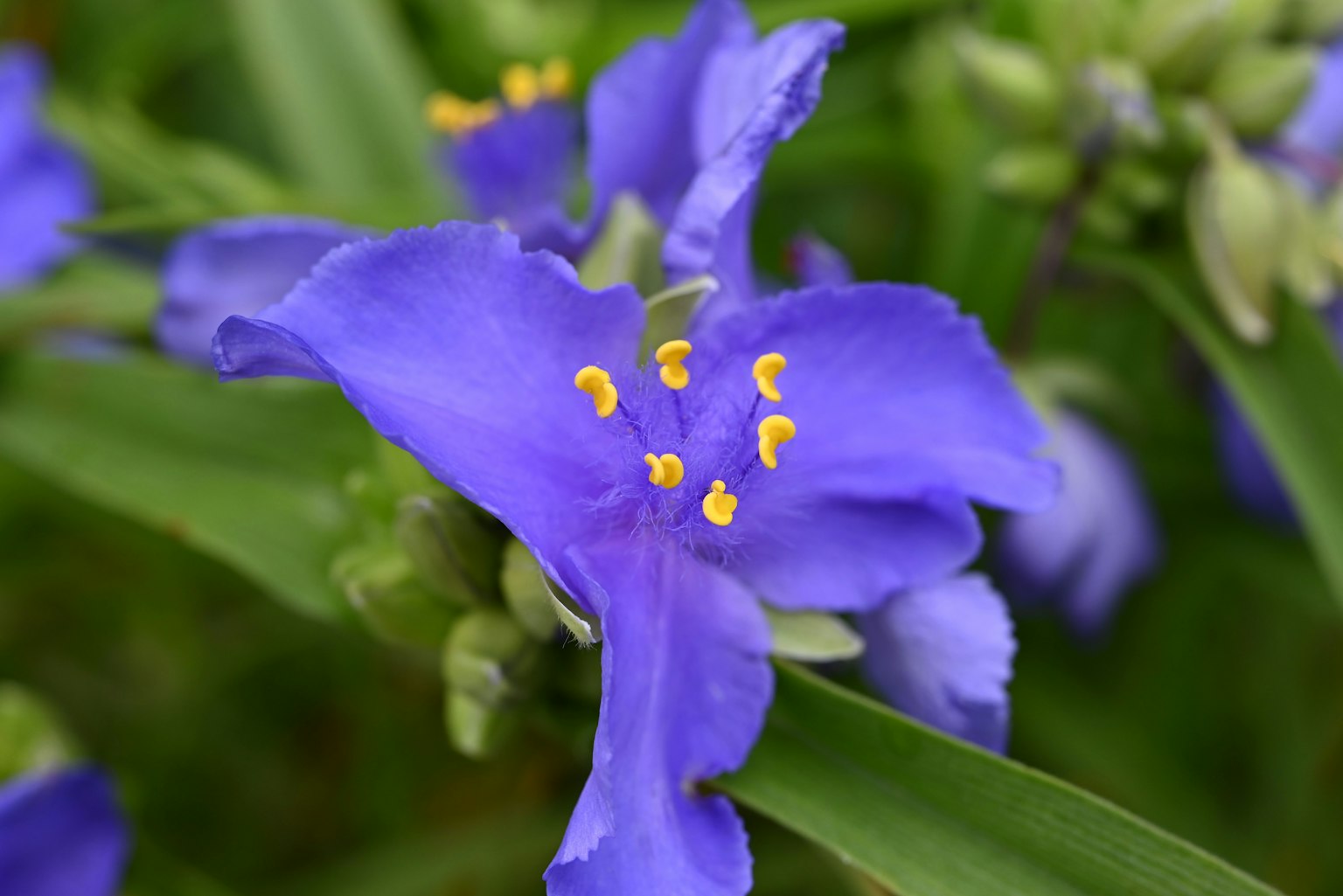 Primer plano de una flor morada vibrante con estambres amarillos
