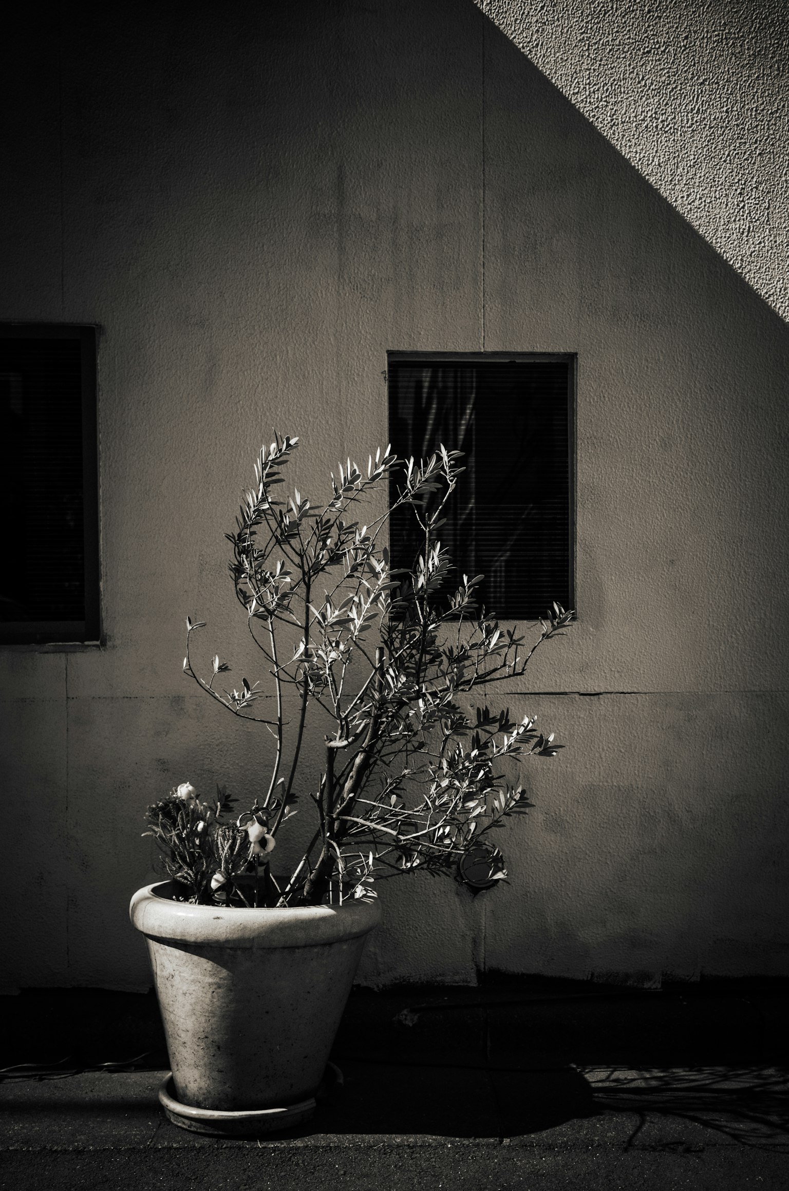 Una pianta in vaso contro un muro monocromatico con due finestre