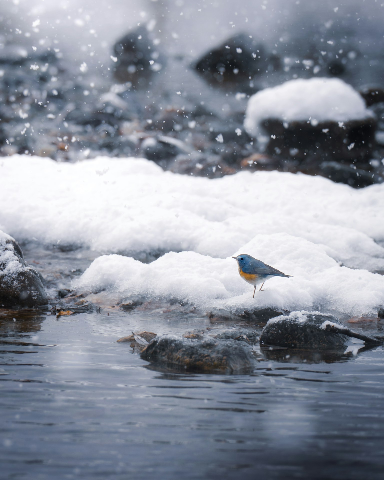 Blue bird on snow-covered rocks near water in a snowy landscape