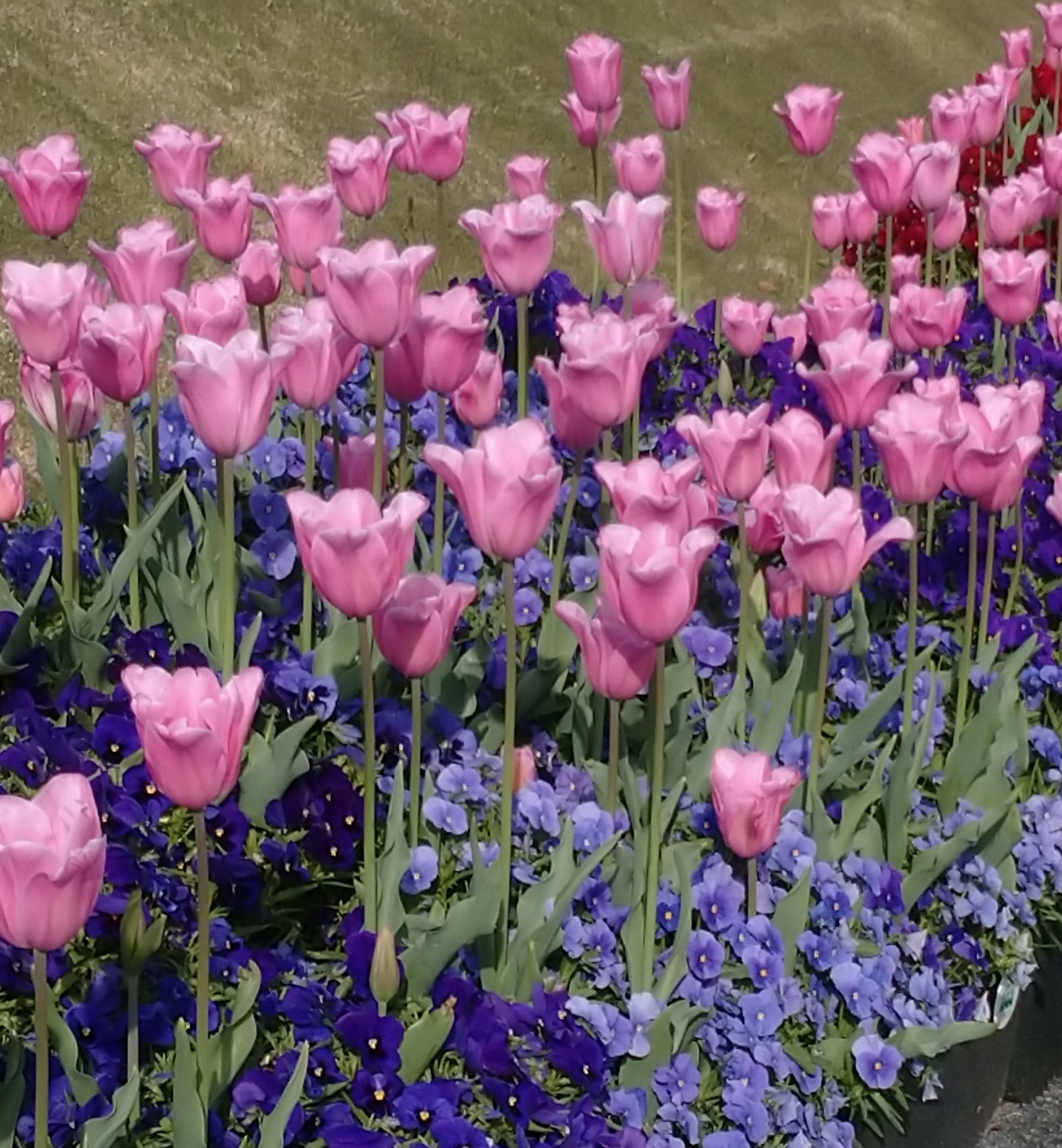 Un bellissimo aiuola con tulipani rosa e fiori blu
