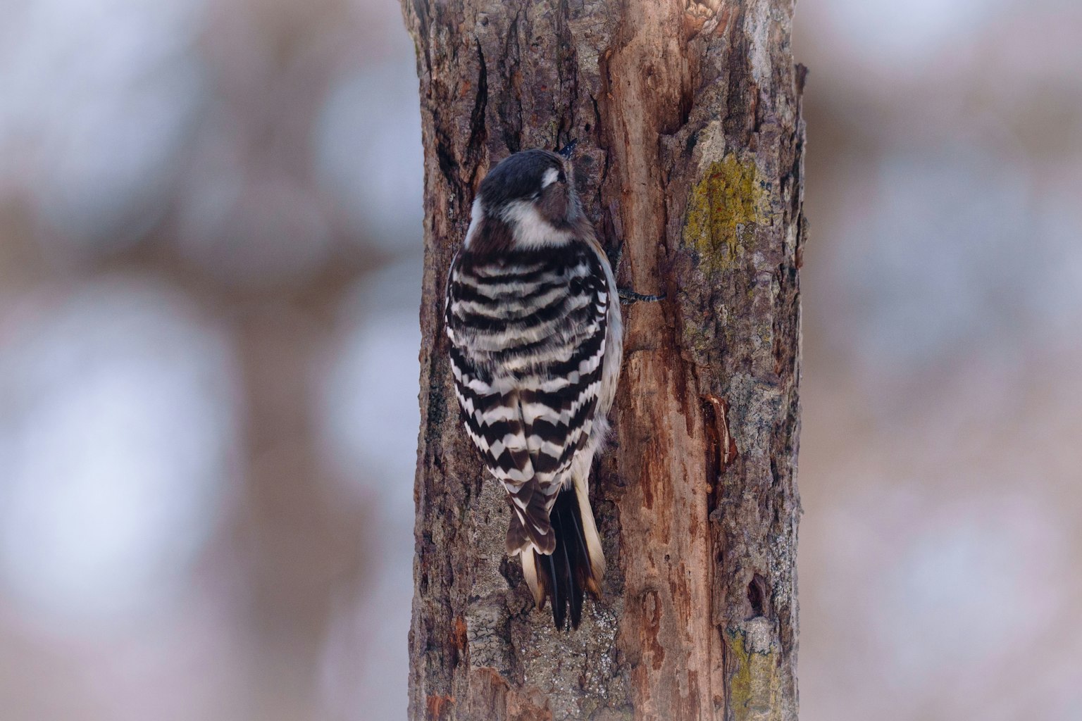 Specht mit zebraähnlichen Streifen, der auf einem Baum sitzt