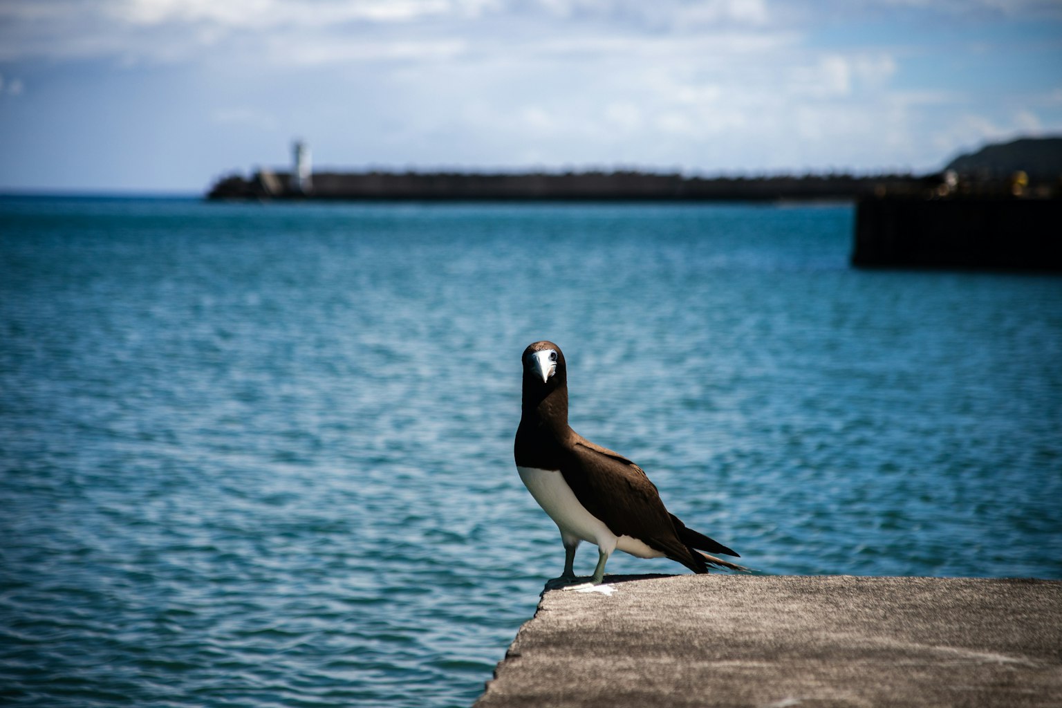 Un uccello in piedi vicino al mare con un faro sullo sfondo
