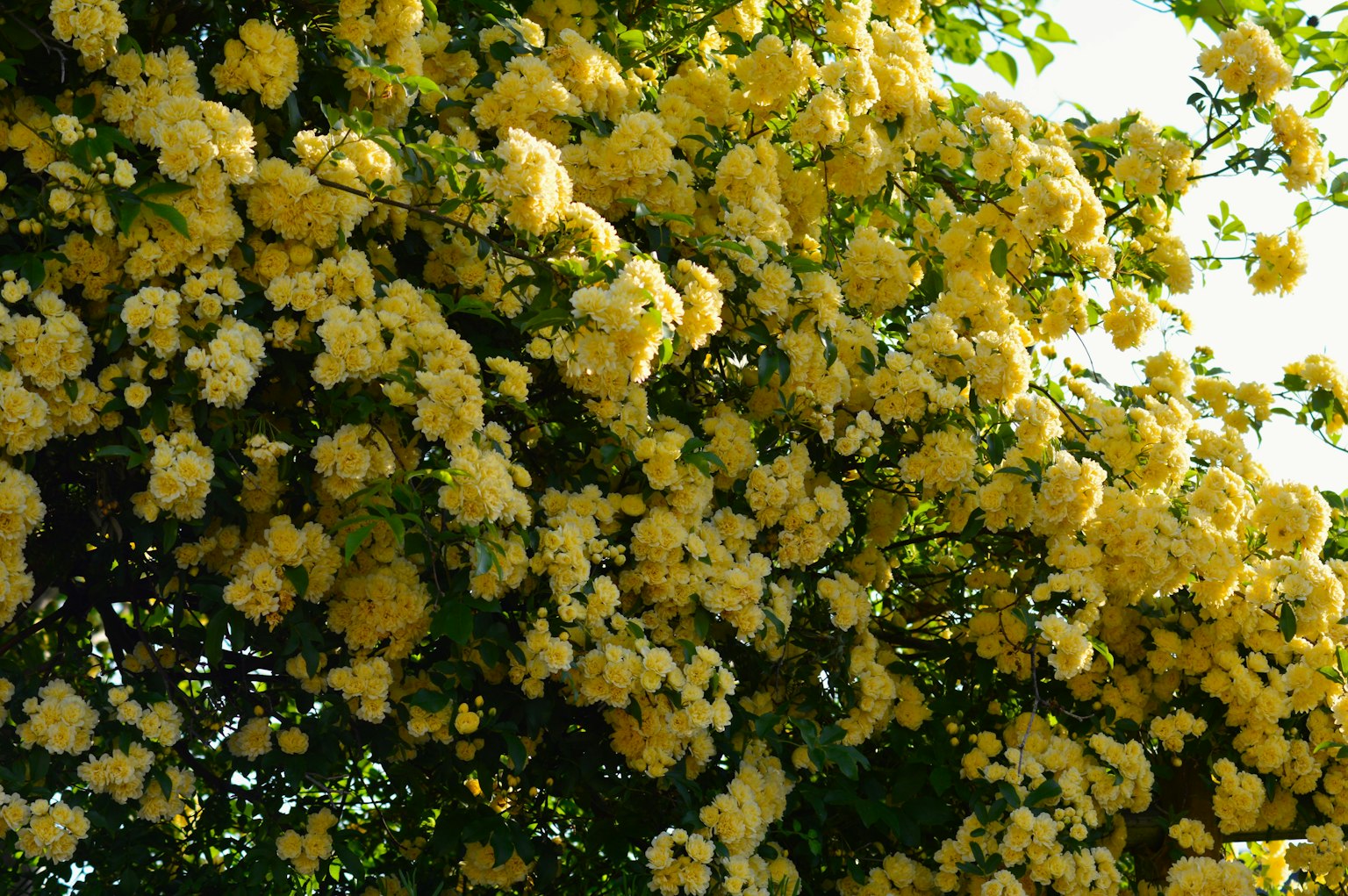 Close-up of a tree branch covered in vibrant yellow flowers