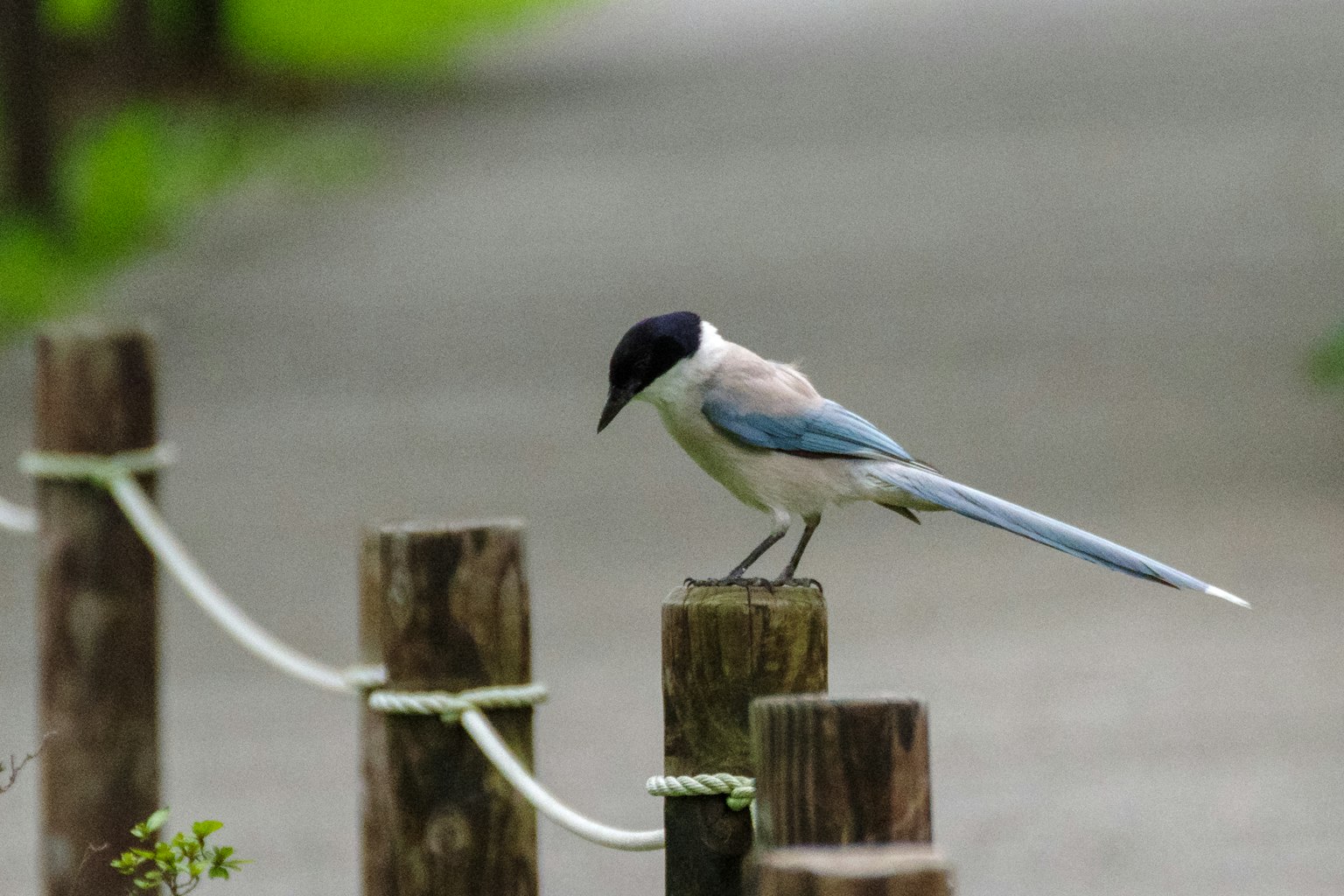 Ein Vogel mit blauen Federn, der auf einem Holzpfosten sitzt