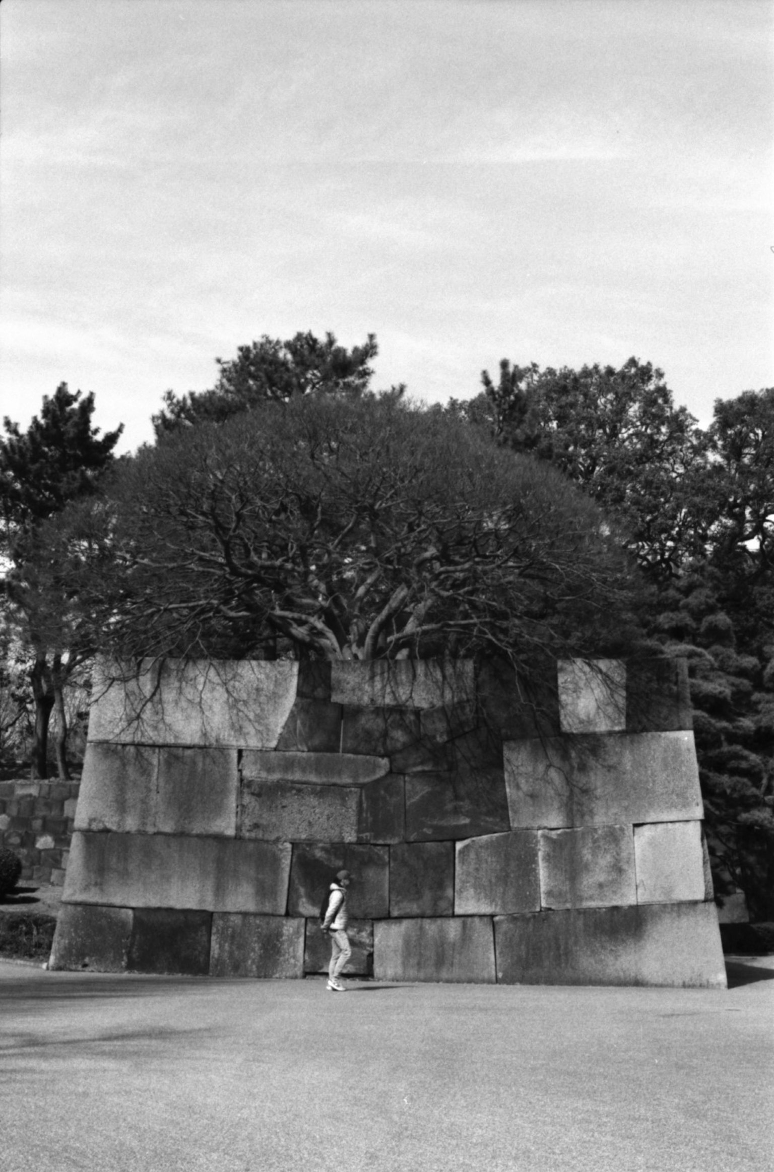 Une image en noir et blanc avec un grand arbre sur une structure de mur en pierre
