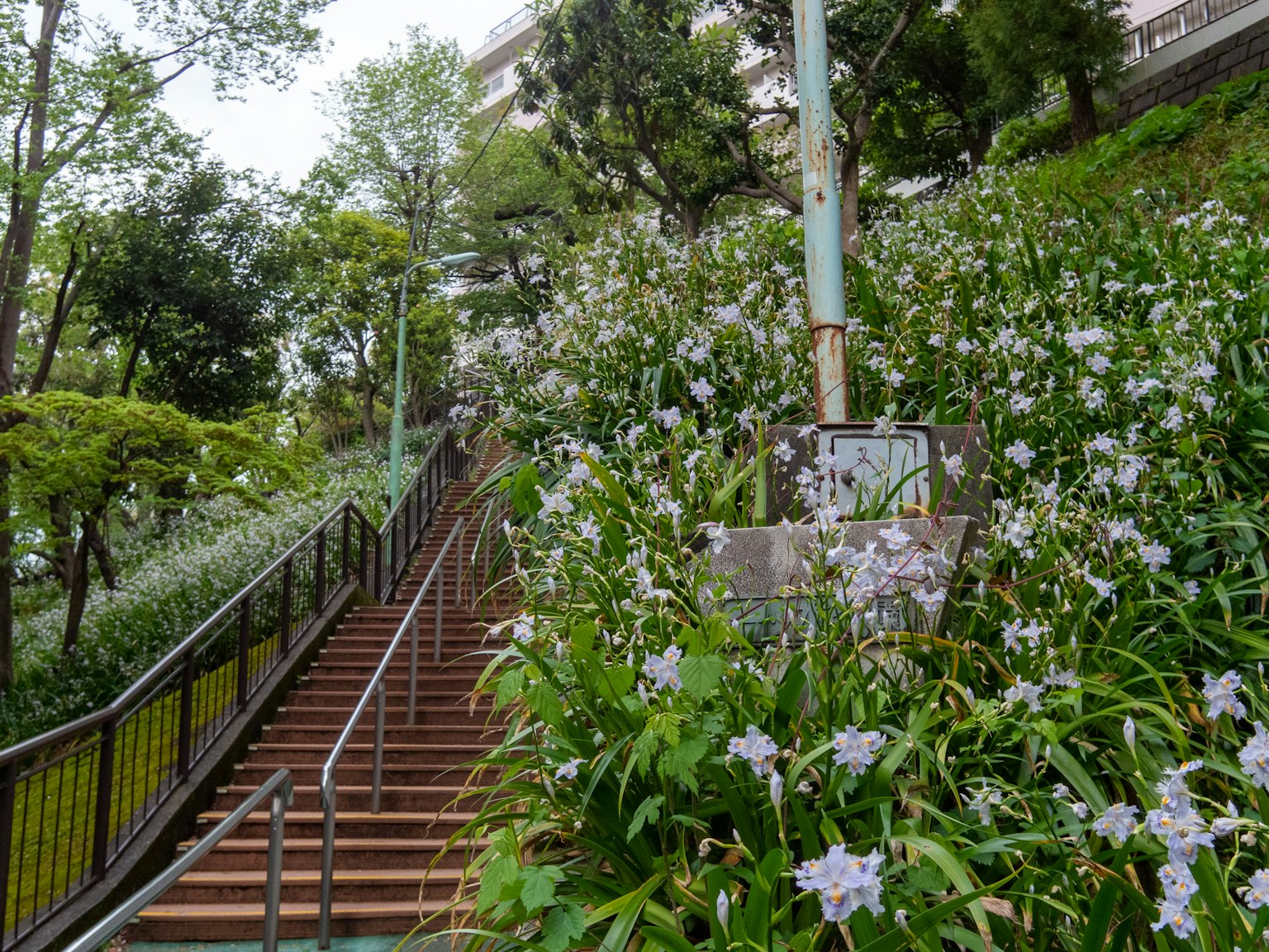 Escalier entouré de verdure et de fleurs blanches