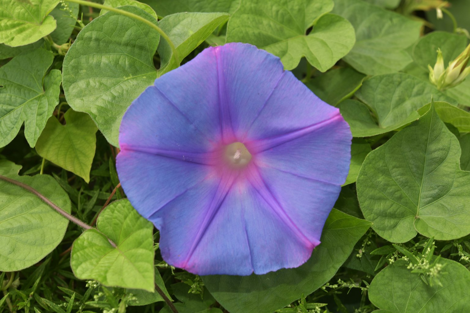 Une fleur de gloire du matin bleu-violet entourée de feuilles vertes