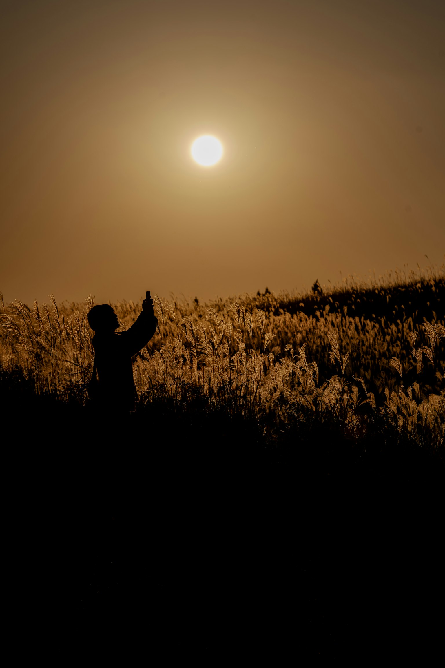 夕日を背景にした草原でスマートフォンを持つ人影