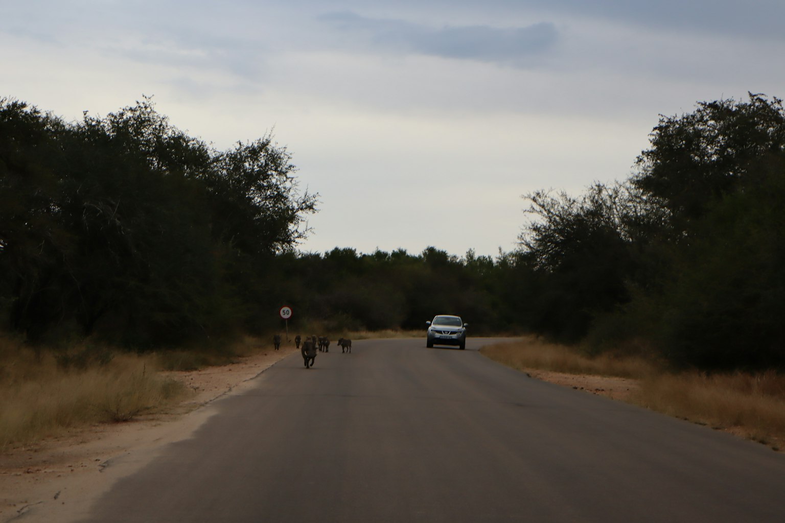 Eine Landschaft mit Tieren, die eine Straße mit einem Auto überqueren