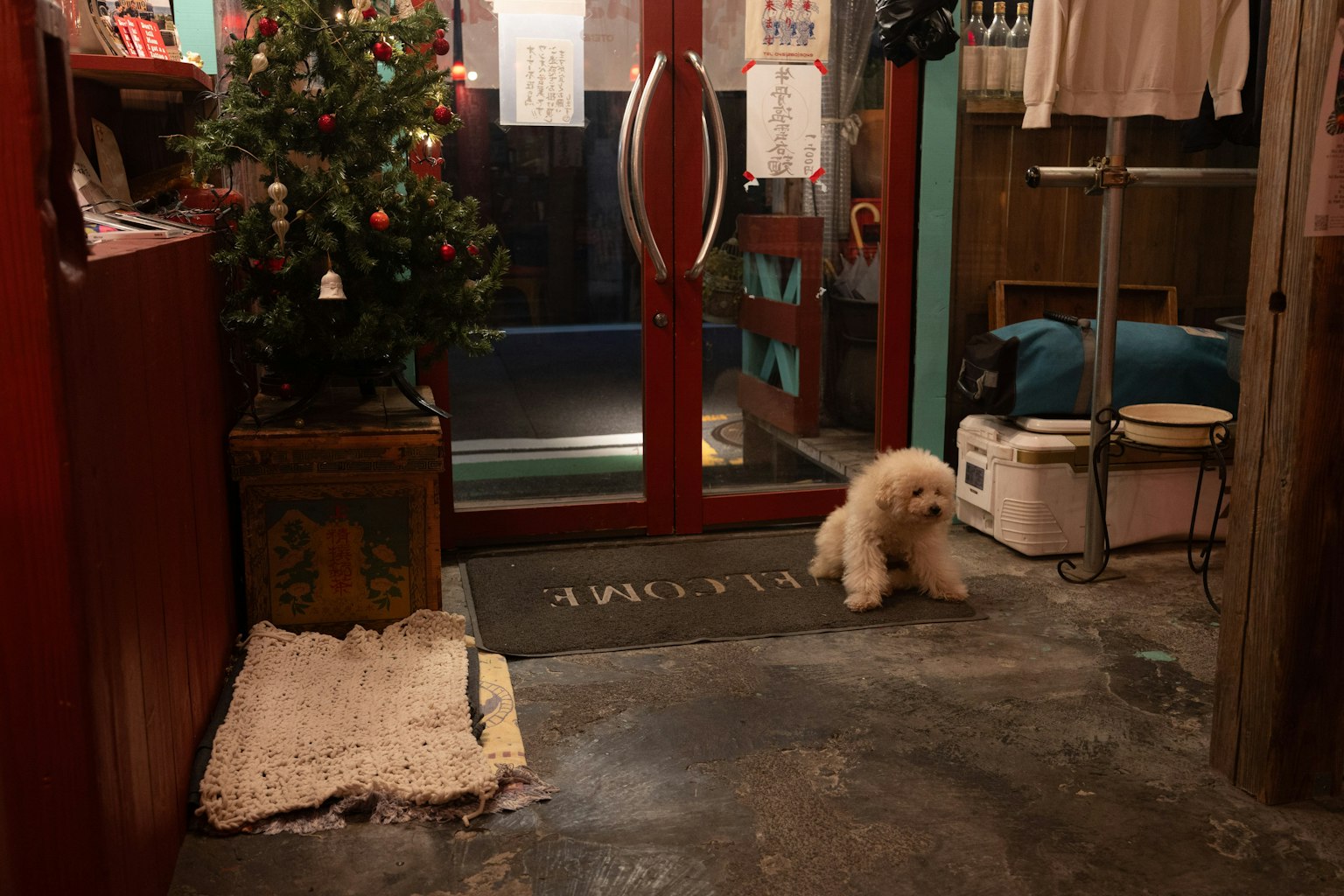 A small dog in a cozy shop with a red door and a Christmas tree