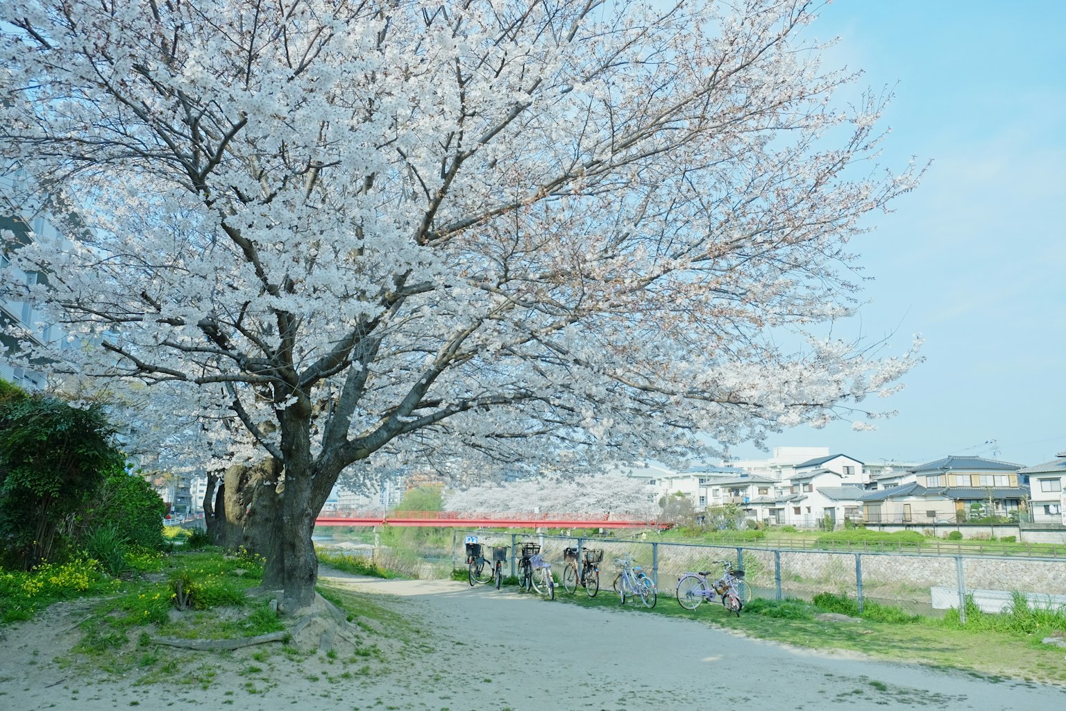 Pohon sakura di tepi sungai