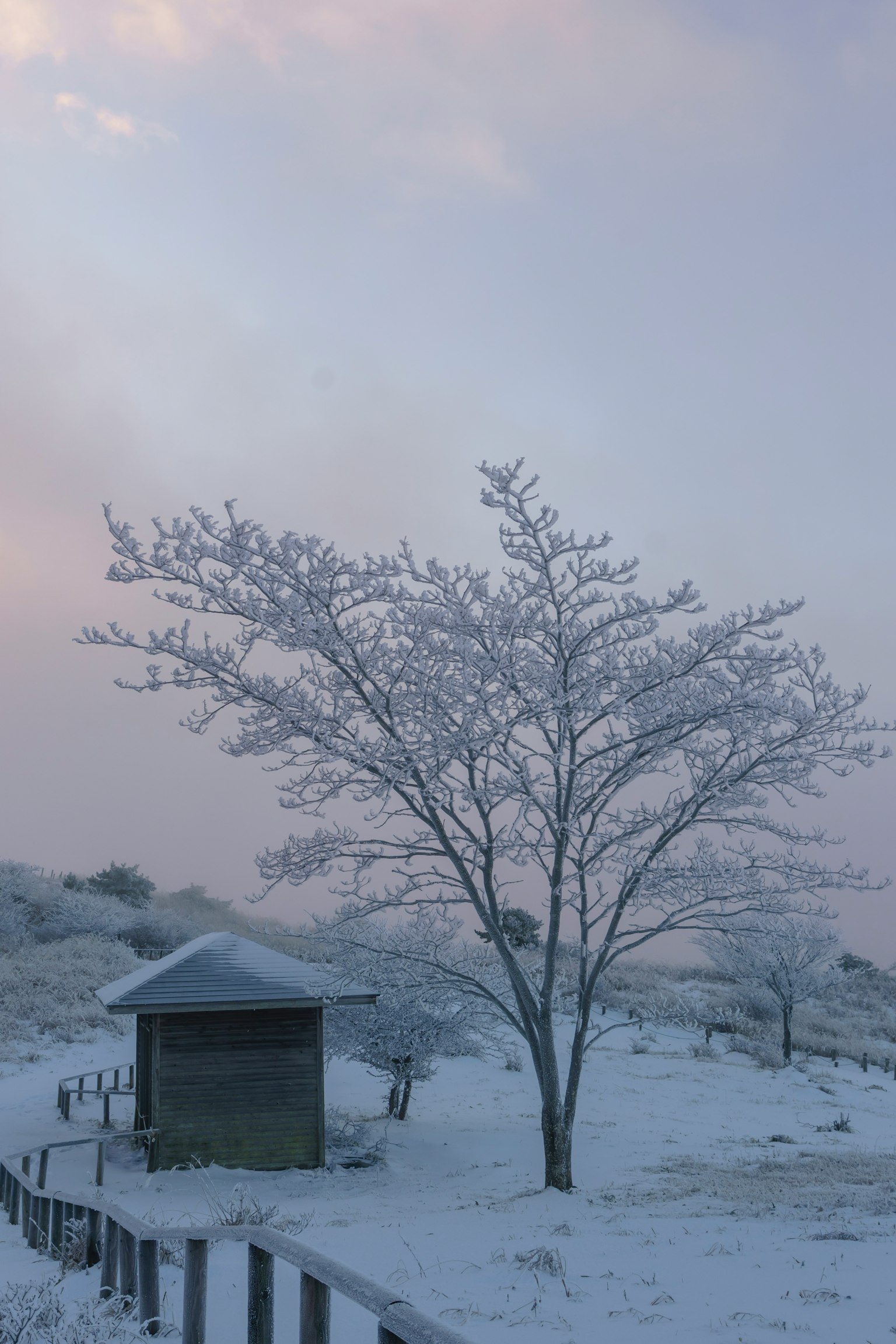 Winter landscape with a snow-covered tree and a small hut