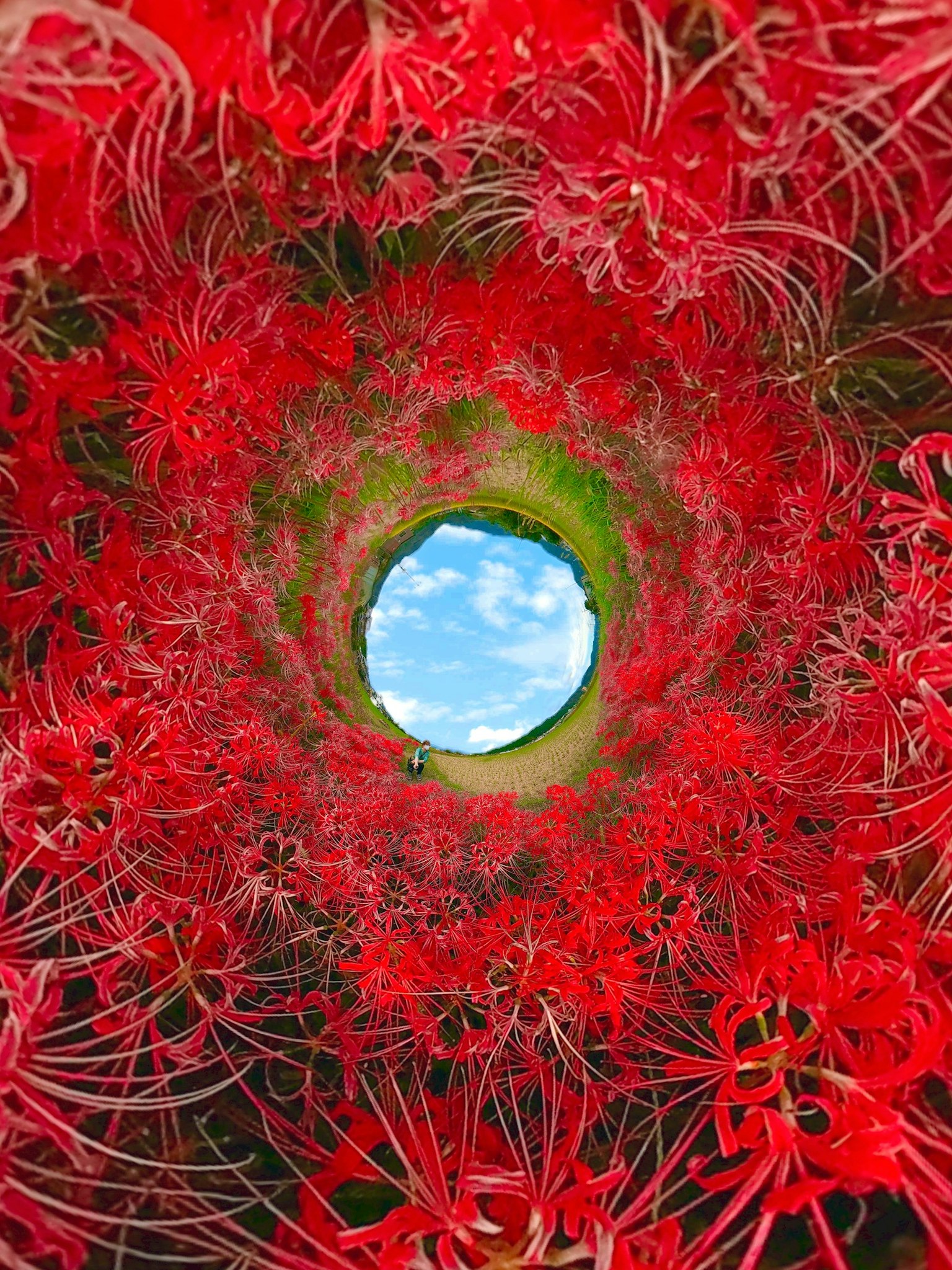 Eine kreisförmige Sicht auf den blauen Himmel, umrahmt von lebhaften roten Blumen