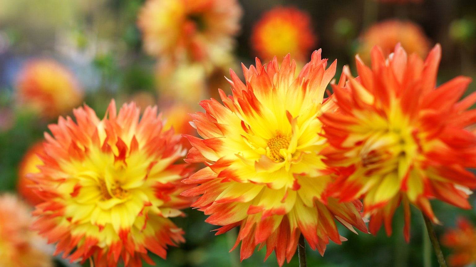 Lebendige orange und gelbe Blumen in voller Blüte