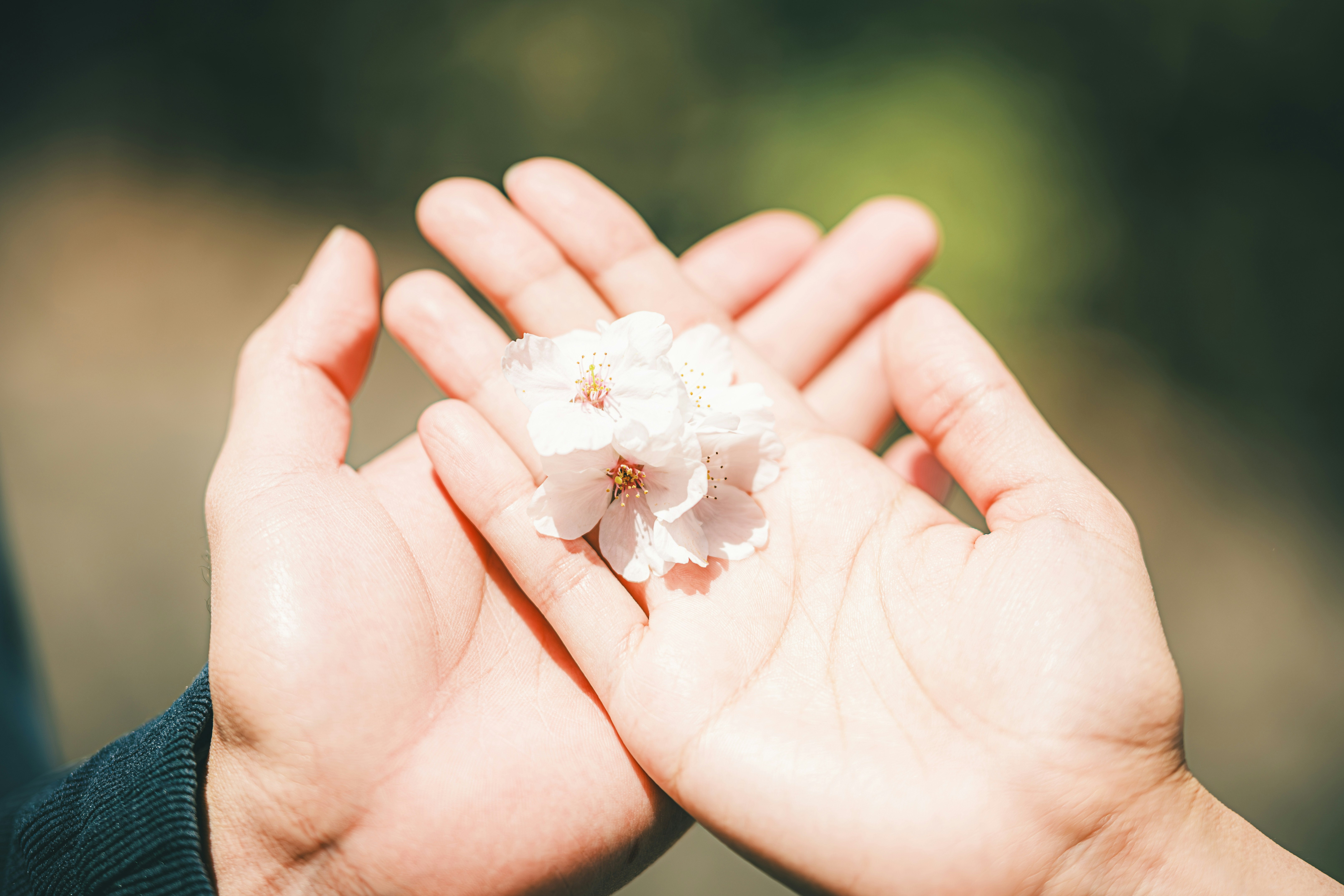 piccoli fiori sulle mani aperte