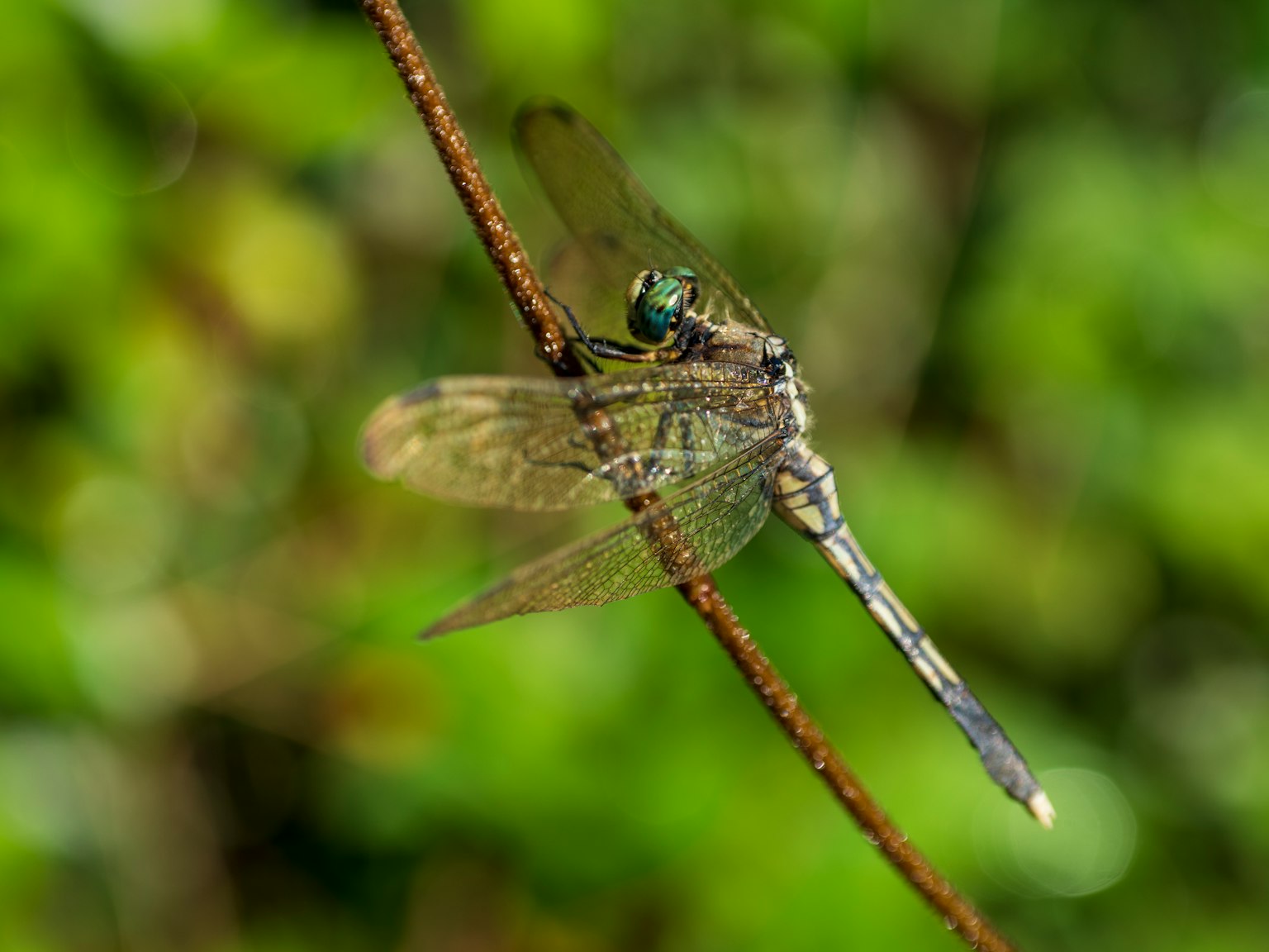 Gros plan d'une libellule perchée sur une brindille sur fond vert